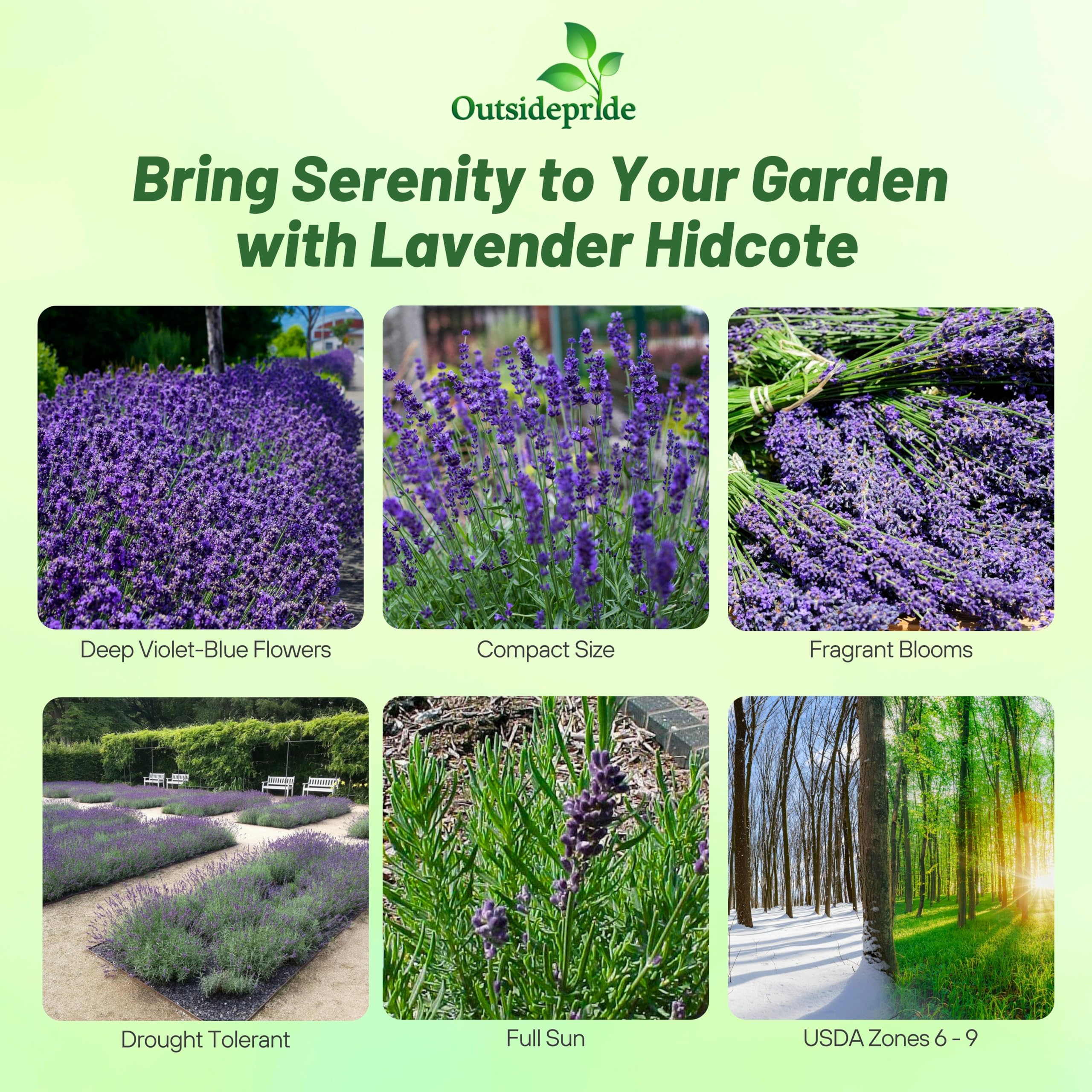 Outsidepride Hidcote Lavender Seeds - 2000 Pcs Perennial, Drought-Tolerant & Pollinator-Friendly Herb Seeds for Planting Fragrant Flowers with Deep Blue Blooms - Perfect for Xeriscaping Gardens, Landscaping, and Butterfly Gardens