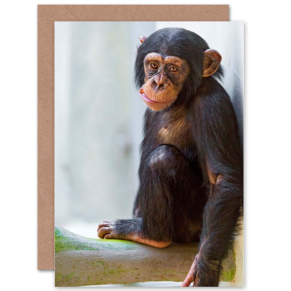 Wee Blue Coo Birthday Greeting Card - Adorable Baby Monkey & Chimpanzee Animal Photo - Perfect for Birthdays, Thank You Cards & Special Occasions