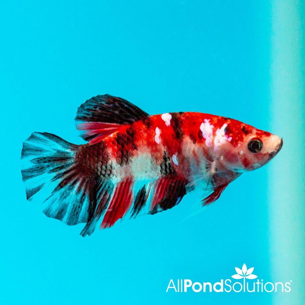 Premium Koi Plakat Betta Fish (Betta Splendens) - Live Siamese Fighting Fish for Aquariums, Fish Tanks & Home Decor | Perfect for Beginners & Aquatic Enthusiasts