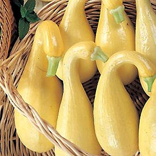 Organic Yellow Crookneck Squash Seeds - Non-GMO Heirloom Variety (25+ Seeds) for Home Vegetable Gardening | Perfect for Summer Squash Recipes, Container Gardening & Farmers Market Harvests