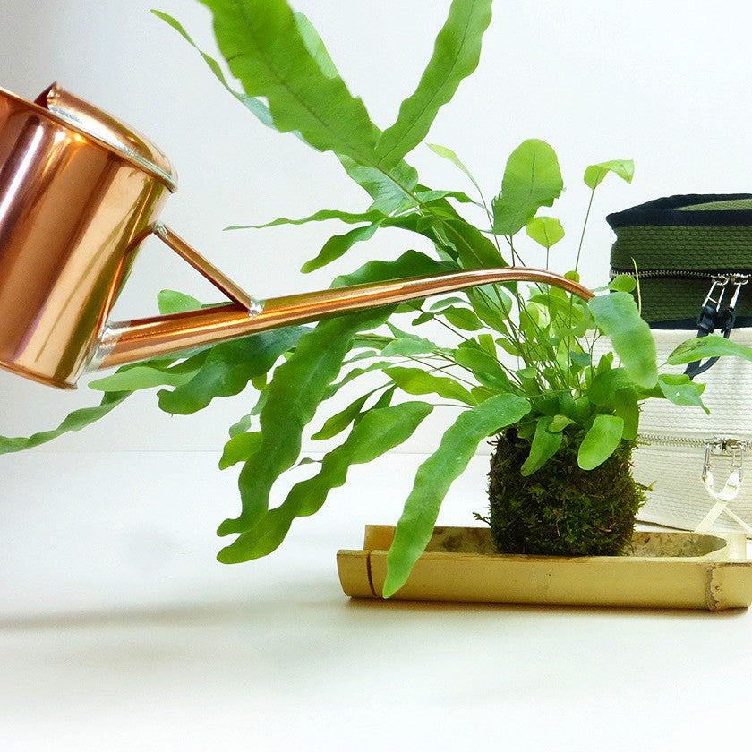 Wagumi Kokedama Moss Ball - Handmade Japanese Plant Decor for Home & Office | Perfect for Zen Gardens, Table Centerpieces & Gift Giving