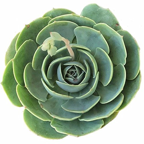 Blue Rose Echeveria Succulent Plant (4 Inch) with Clay Pot - Perfect for Home Decor, Office Desk & Garden Arrangements