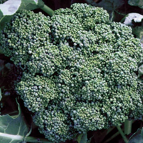 Organic Bulk Green Sprouting Calabrese Broccoli Seeds - 5 Lbs Non-GMO | High Germination Rate for Home Gardening, Microgreens & Commercial Farming | Perfect for Hydroponics, Indoor Planting & Healthy Eating