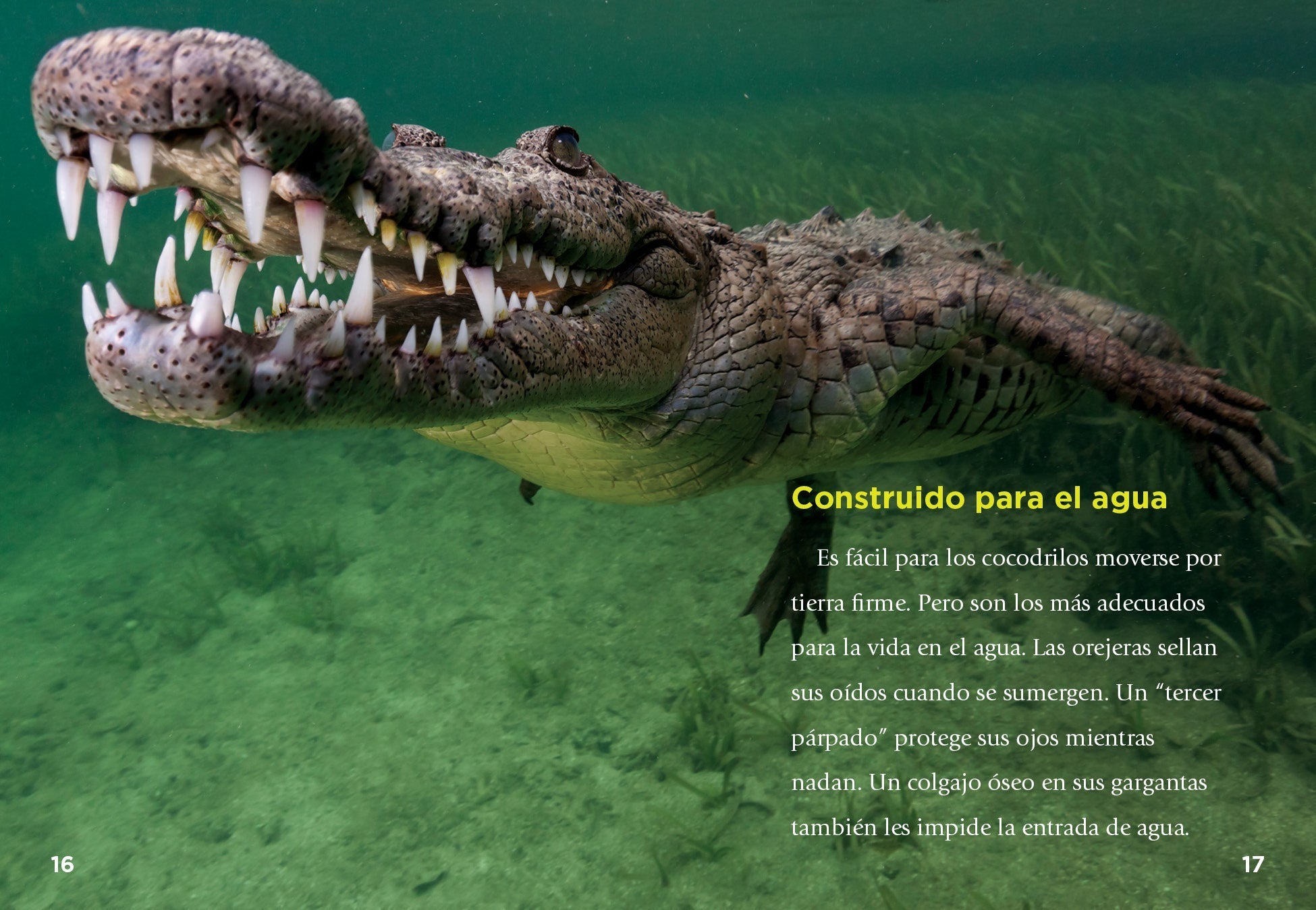 Los Cocodrilos Book - 9781623109592 - Learn About Crocodiles in Spanish - Perfect for Kids' Education & Bilingual Learning