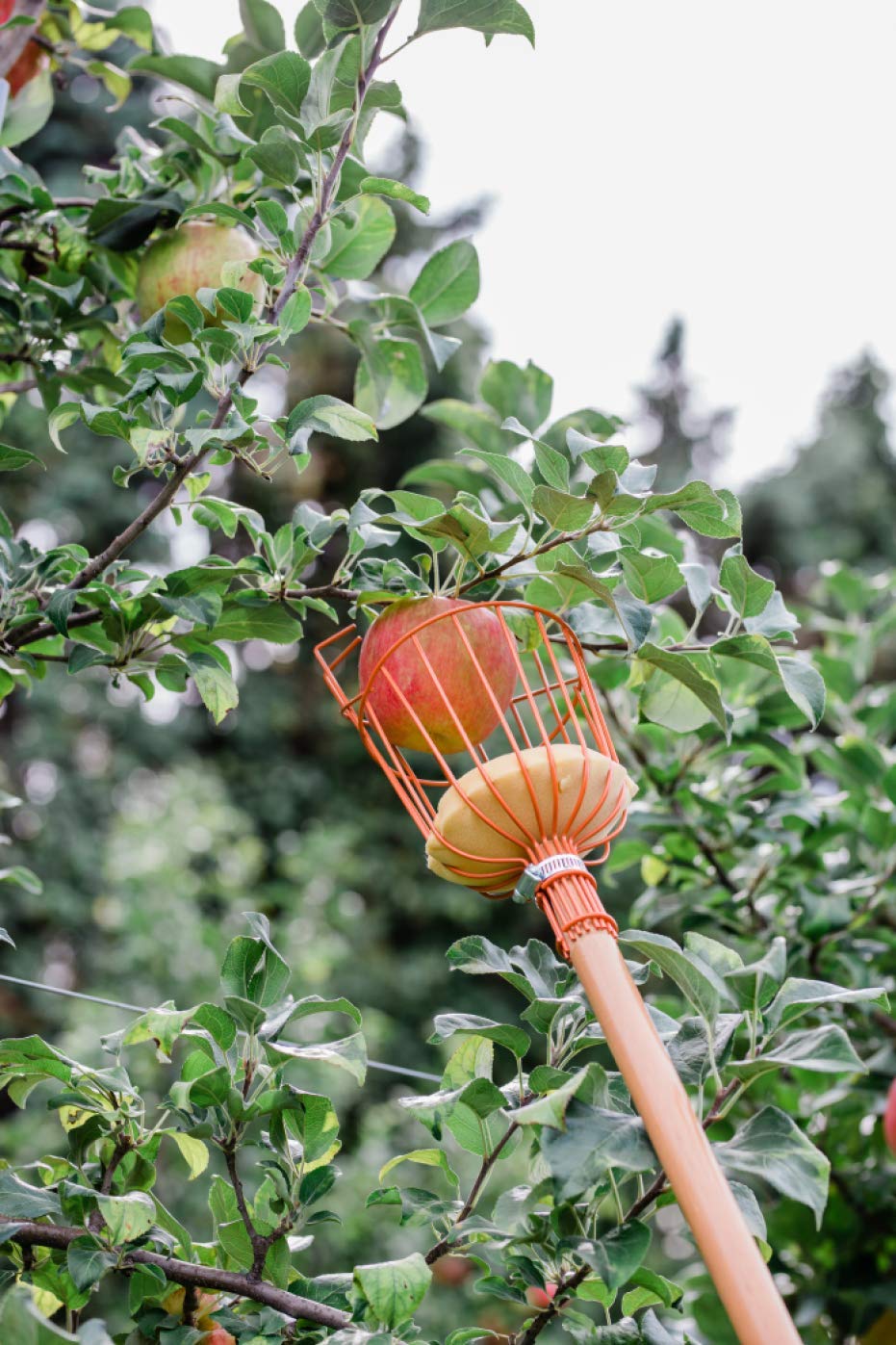 Premium Apple Picking Basket with Soft Cushion - Prevent Fruit Bruising | Ideal for Harvesting, Gardening & Farmers Market Use