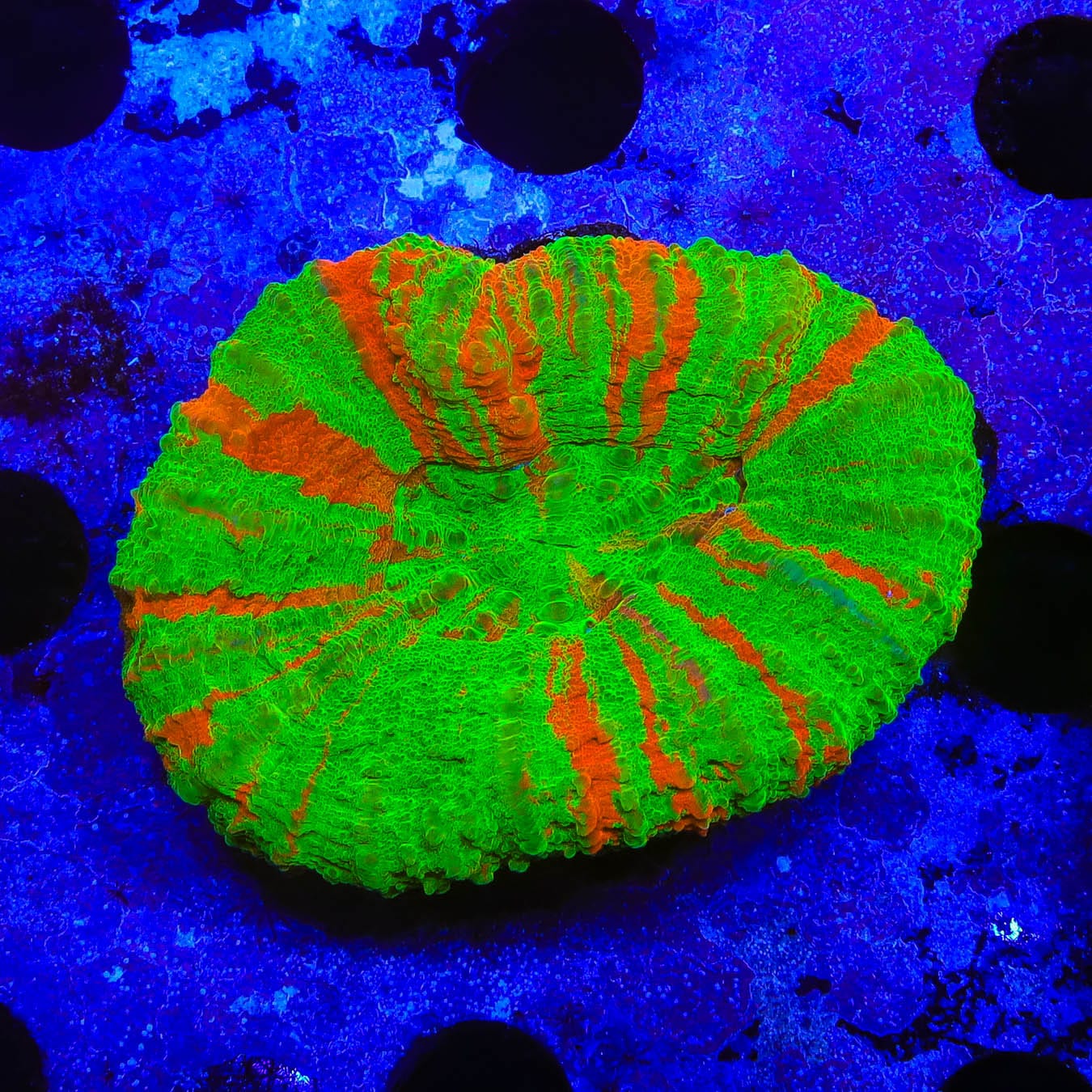 Premium Bleeding Apple Scolymia Coral - Vibrant Live Coral for Saltwater Aquariums | Perfect for Reef Tanks & Marine Displays