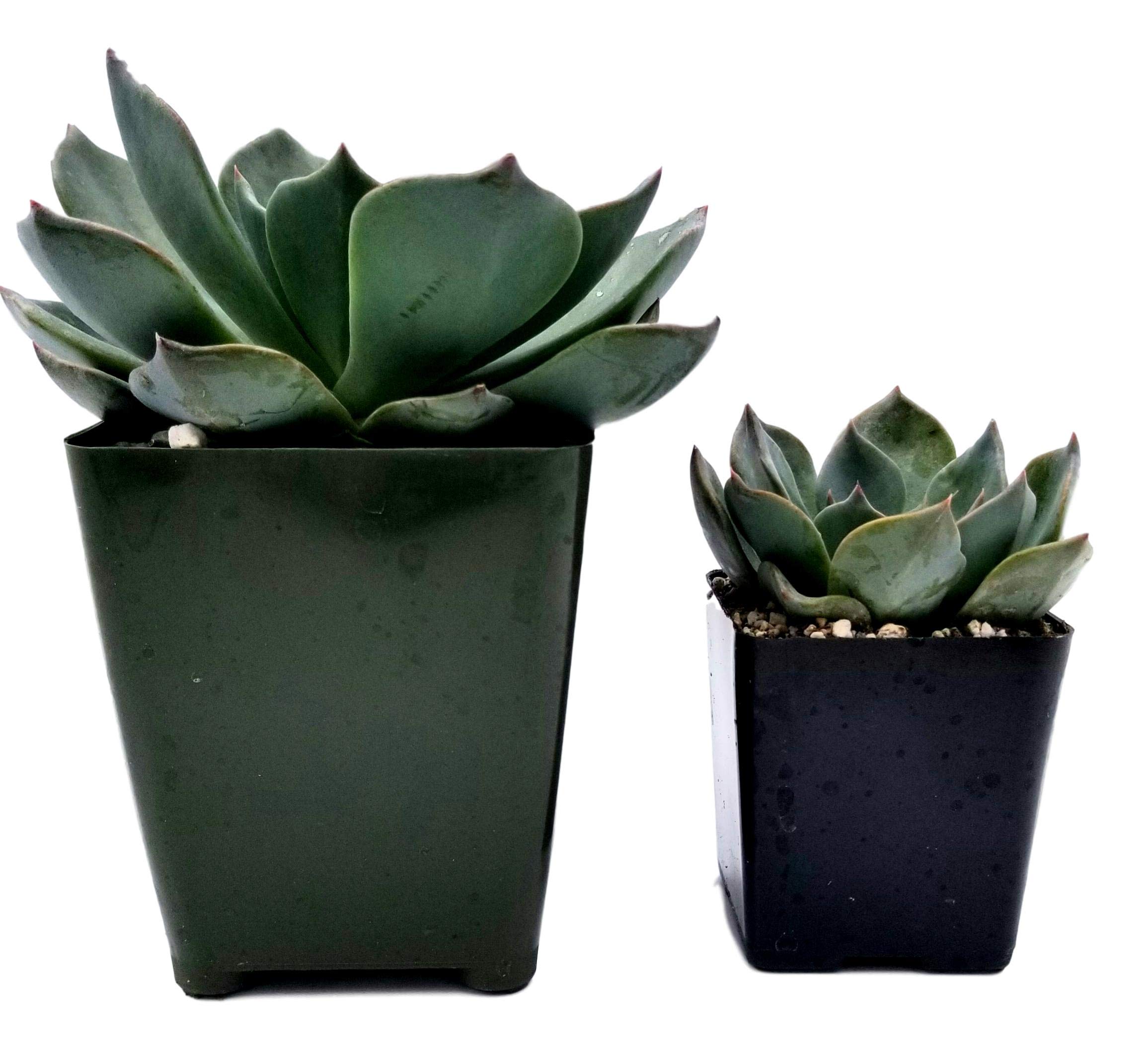 Blue Rose Echeveria Hybrid Succulent Plant - 4 Inch Live Succulent for Home Decor, Office Desk, or Garden Arrangements