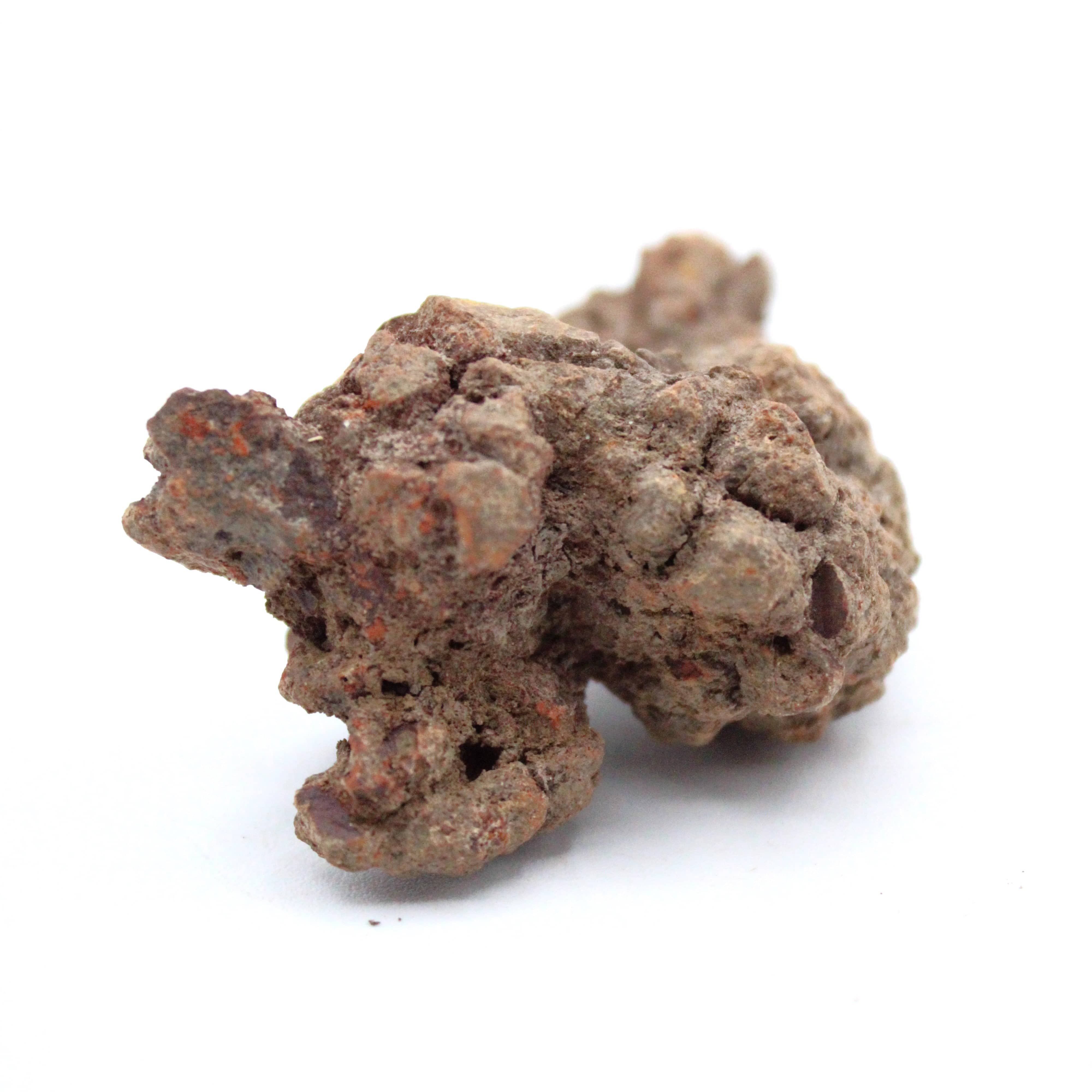 Authentic Coprolite Fossil Specimen - Dinosaur Poop Stone for Collectors & Paleontology Enthusiasts - Perfect for Educational Displays, Science Projects & Unique Home Decor