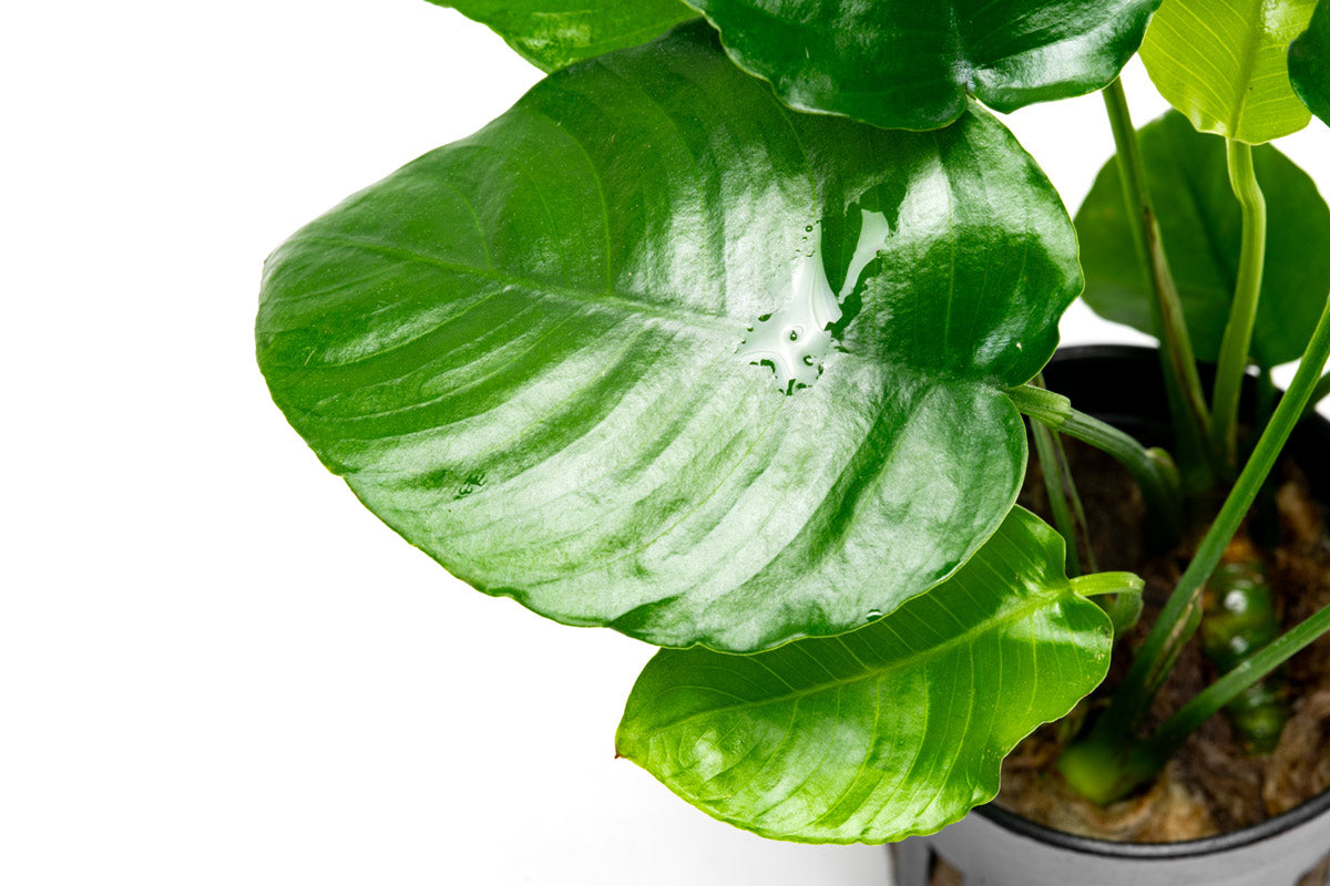 Anubias Wrinkle Leaf Aquatic Plant - Live Freshwater Aquarium Plant for Fish Tanks, Low Light & Easy Care - Perfect for Aquascaping, Shrimp Tanks & Natural Decor