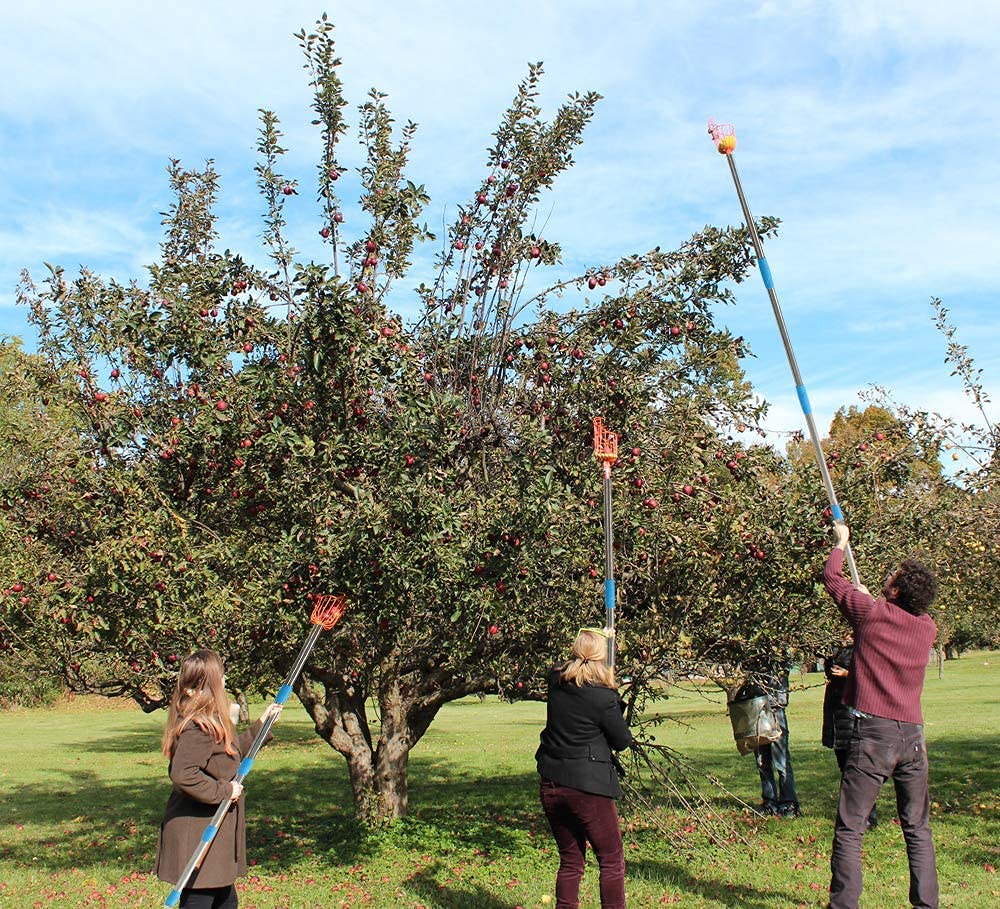 HOSKO 10FT Lightweight Stainless Steel Adjustable Fruit Picker with Twist-on Basket - Perfect for Harvesting Apples, Pears, Lemons, Mangoes, Guavas, Oranges & Avocados - Ideal for Home Garden, Orchard and Farm Use