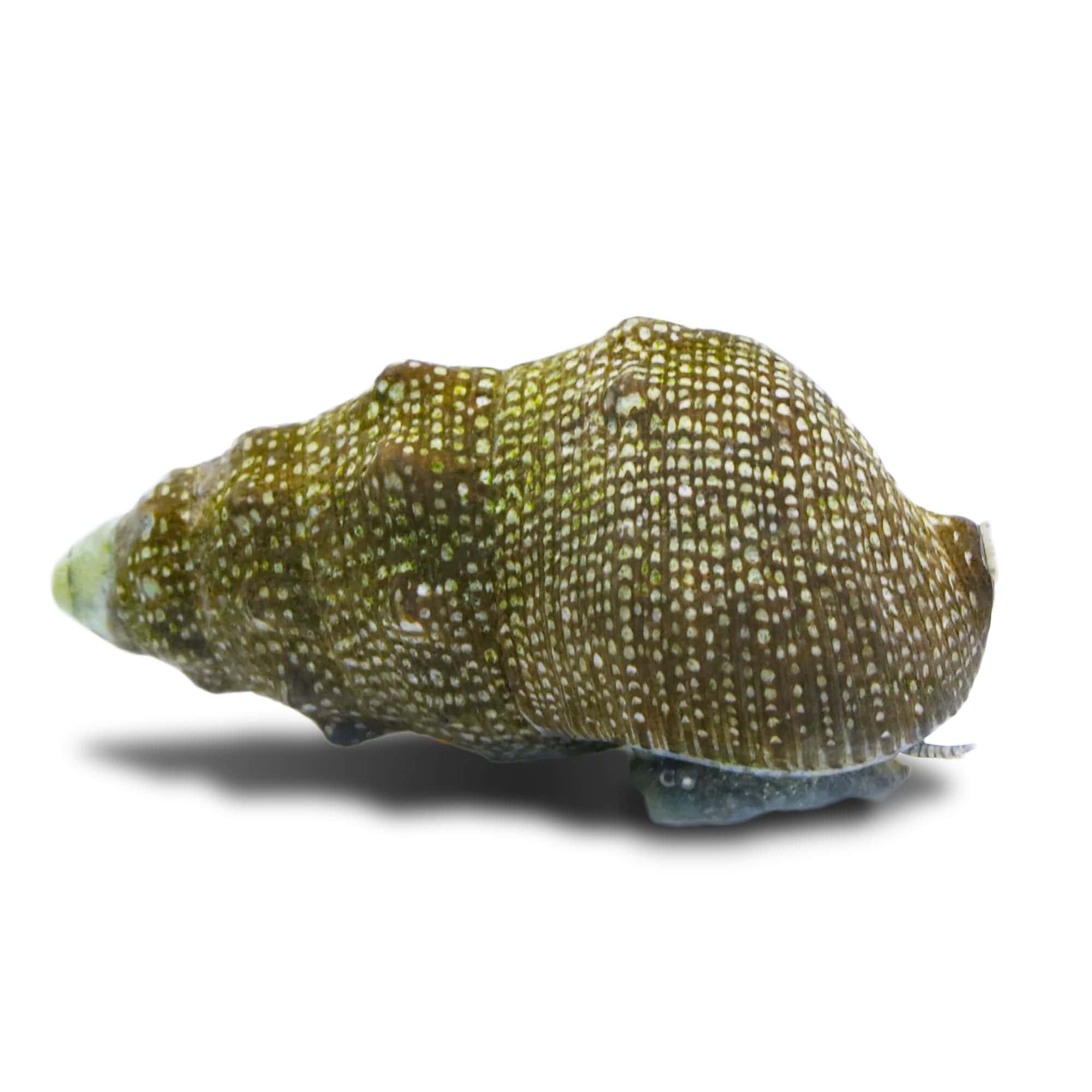 Cerith Snail 2 Pack - Natural Algae Eaters for Saltwater Aquariums | Perfect for Reef Tanks & Nano Aquascaping