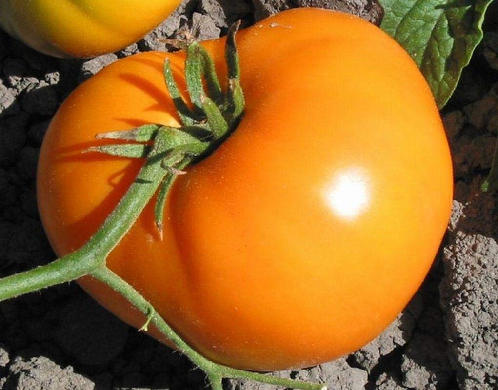 Premium Persimmon Fruit Seeds - Sweet & Flavorful (25 Seeds) for Home Garden, Organic Farming & Fresh Fruit Lovers