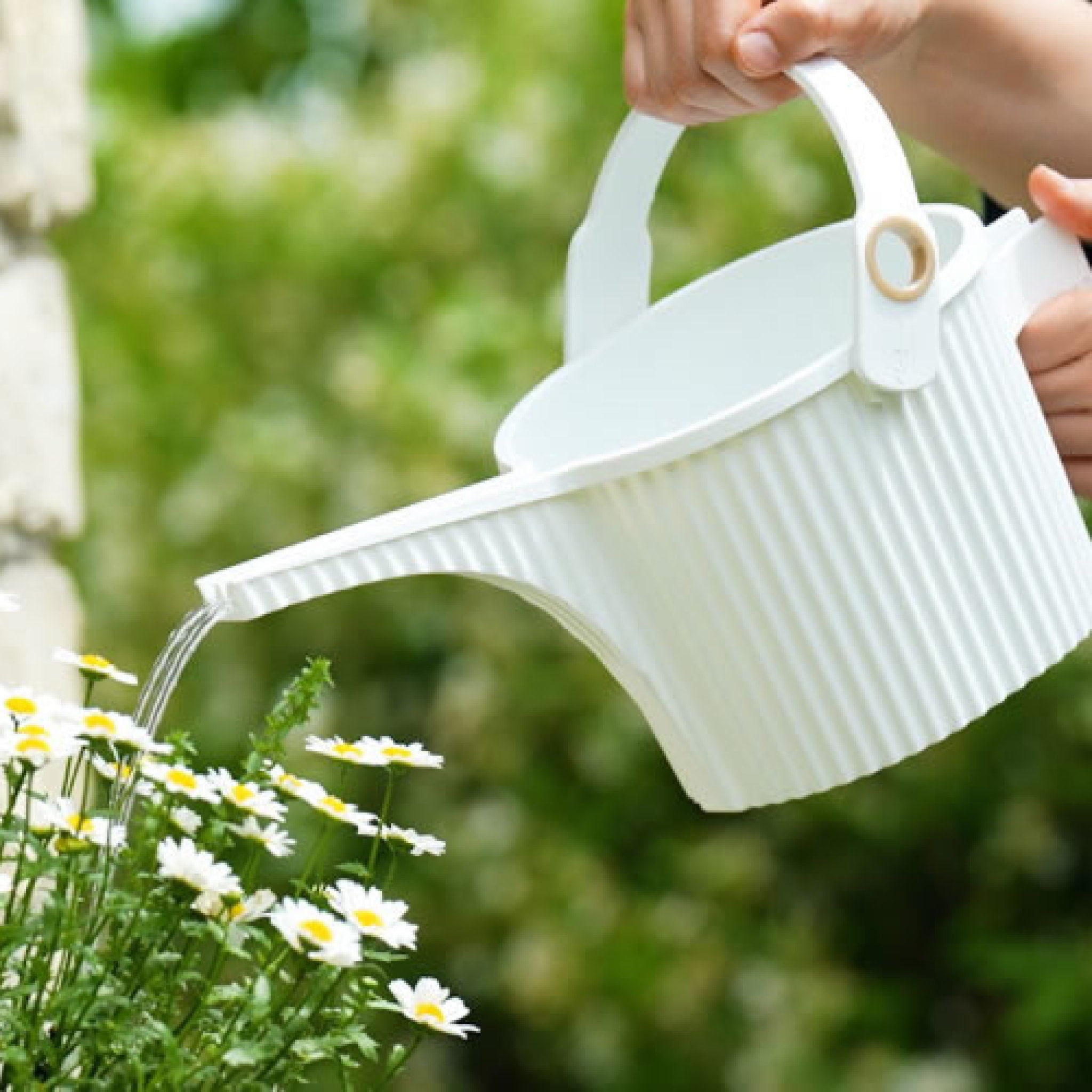 HACHIMAN KASEI 1.5L Small White Garden Beetle Watering Can - Perfect for Indoor Plants, Flower Pots & Herb Gardens