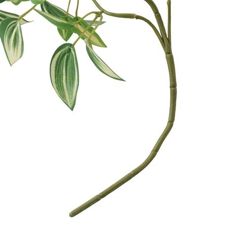 Pothos Green Climbing Plants - Low Maintenance Indoor Hanging Plants for Home & Office Decor