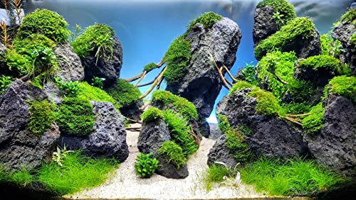 Underwater Green Moss