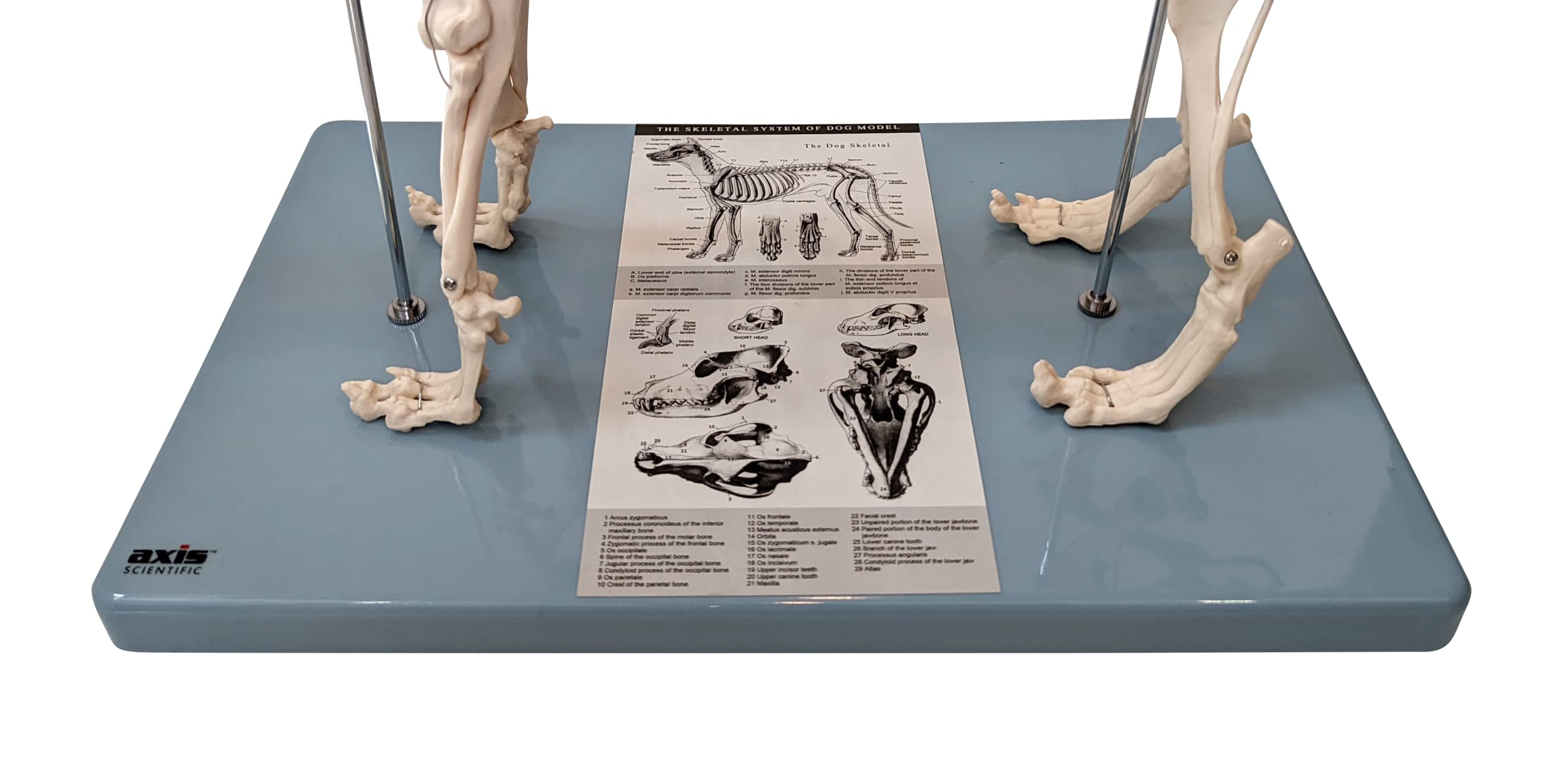 Small Dog Veterinary Skeleton Model - Canine Anatomy Lab Skeleton with Fixed Articulation on Base | Perfect for Vet Students, Animal Anatomy Study & Veterinary Office Display