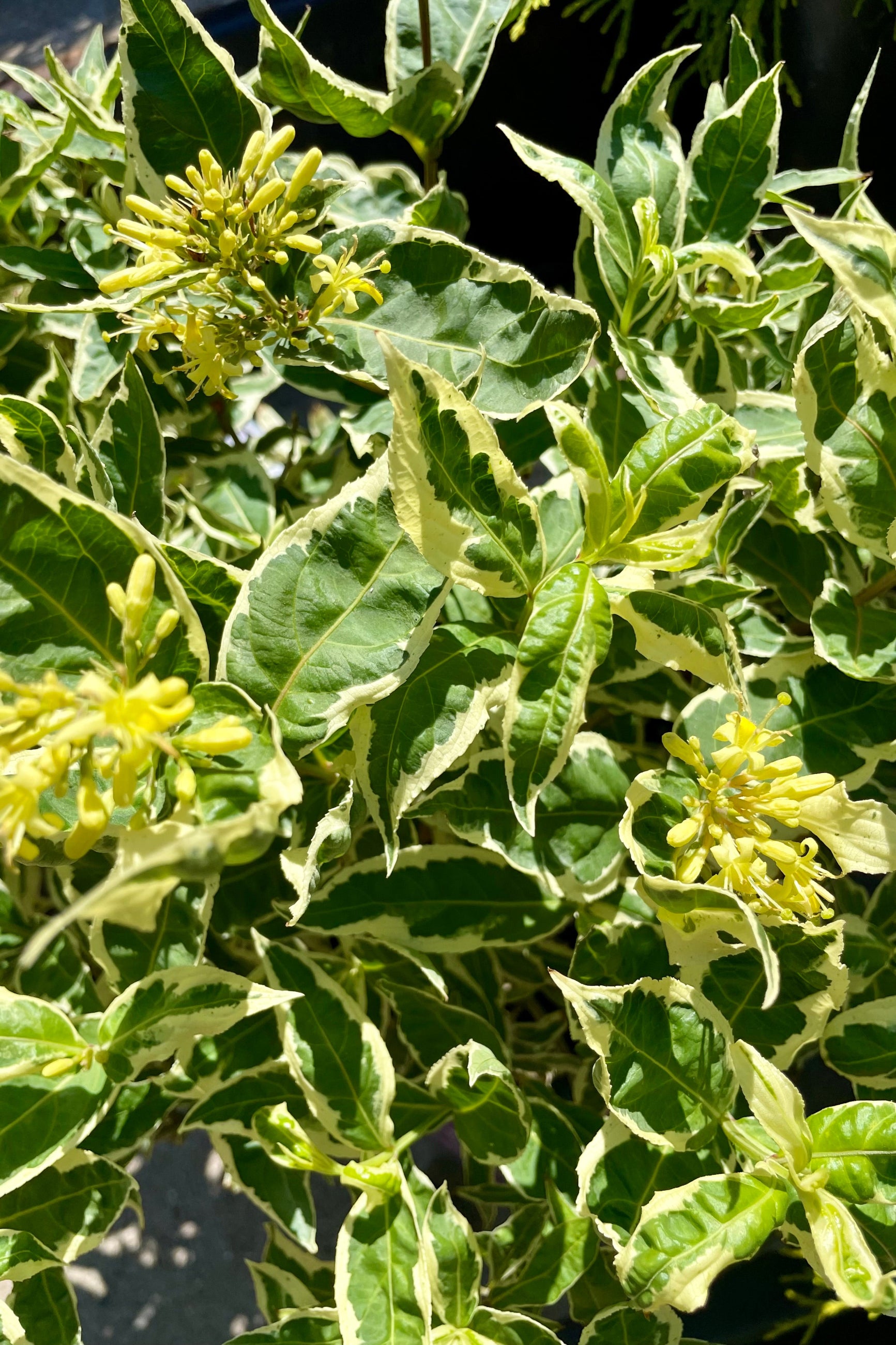 Diervilla sessilifolia 'Cool Splash' - Hardy Shrub with Variegated Foliage for Landscaping, Borders, and Pollinator Gardens