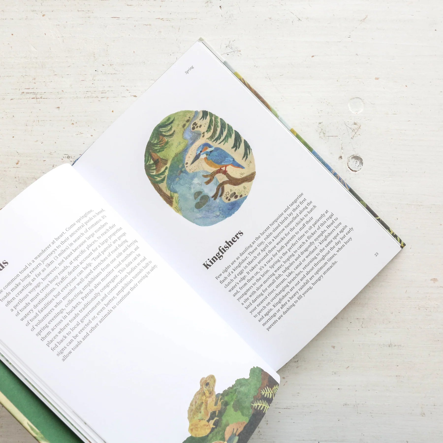 Wildlife Year: How to Reconnect with Nature Through the Seasons | Outdoor Adventure Guide & Seasonal Nature Activities for Families