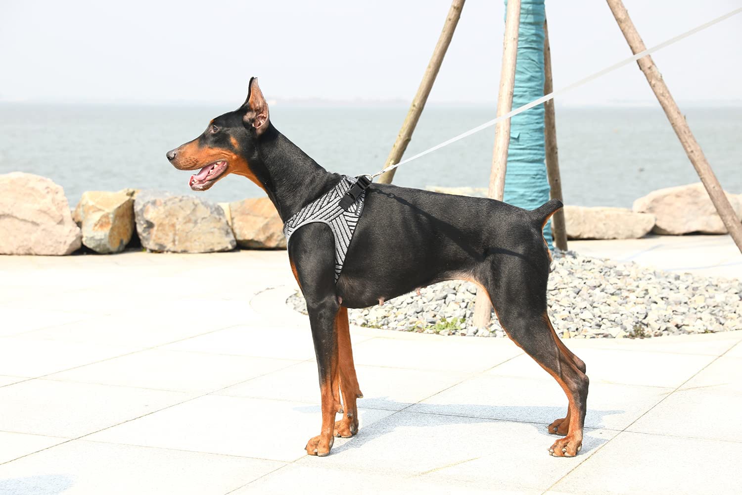 PETKIT Air Fly Dog Harness XS - Lightweight & Breathable No-Pull Vest for Small Dogs - Perfect for Walking, Hiking & Outdoor Adventures