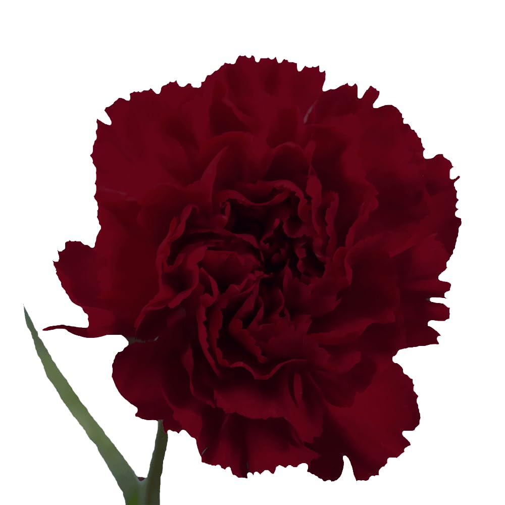 300 Fresh Burgundy Carnations Bouquet - Wedding, Birthday, Anniversary Flowers | Bridal Shower & Home Decor Gift | Same Day Flower Delivery for Special Occasions