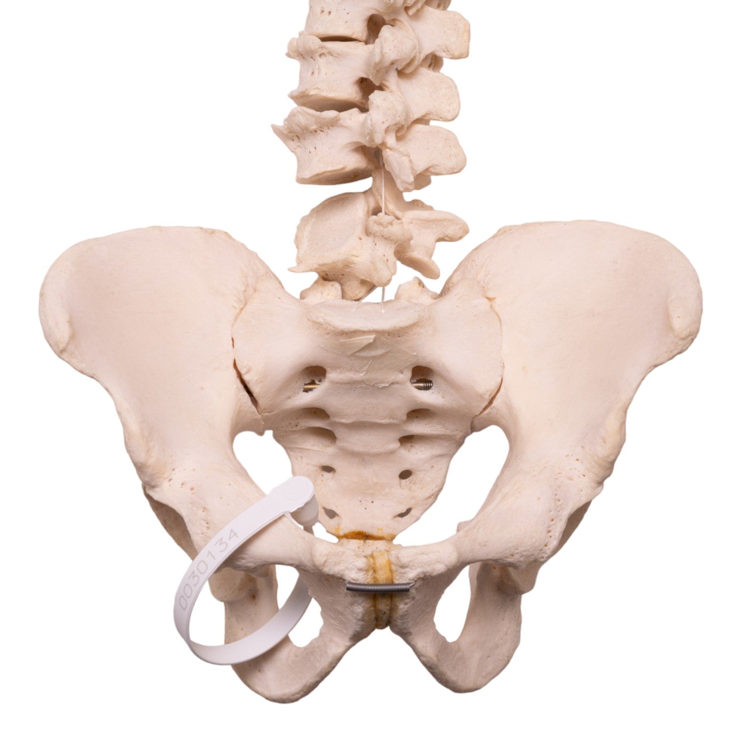 Authentic Human Spine, Sacrum & Pelvis Model - Medical Anatomy Study, Chiropractic Training, Classroom Demonstration - Perfect for Students, Doctors & Healthcare Professionals