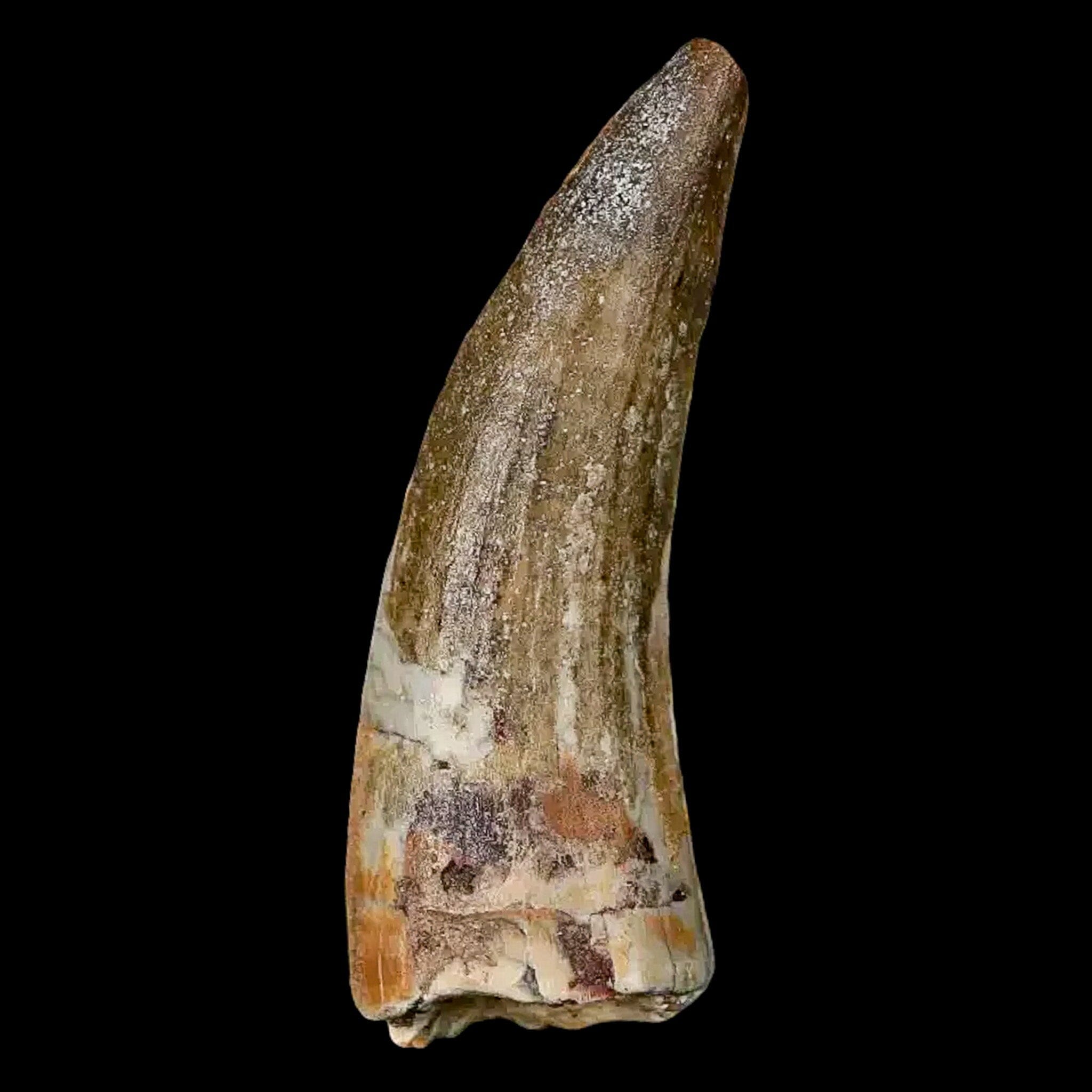 Authentic 2 Suchomimus Fossil Teeth - Cretaceous Spinosaurid Dinosaur Fossils from Niger with COA | Rare Dinosaur Collectibles for Paleontology Enthusiasts & Museum Displays