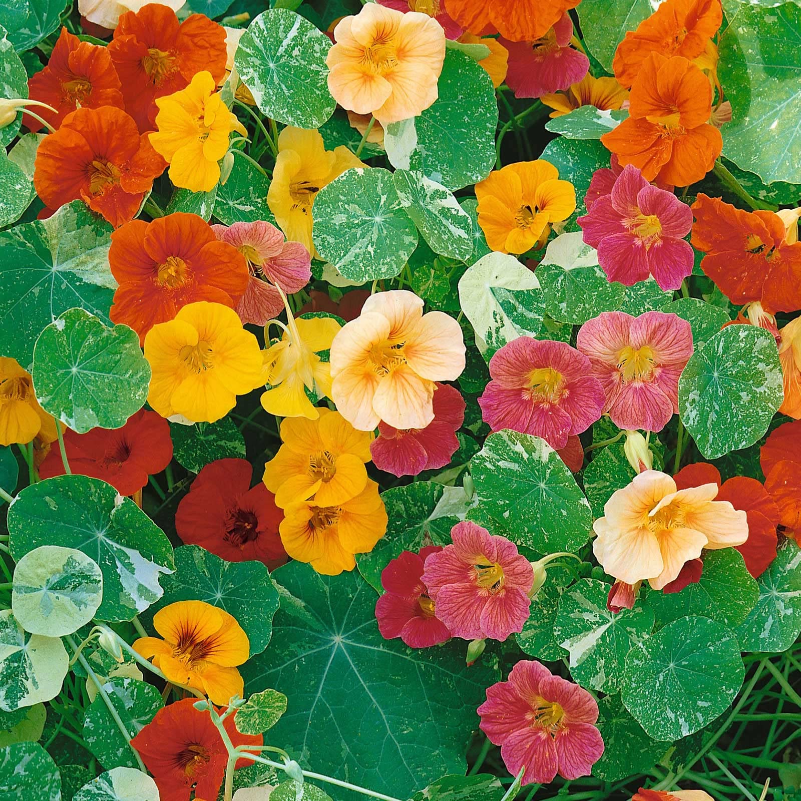 Eden Brothers Alaska Mix Nasturtium Seeds - Non-GMO Flower Seeds for Planting | Low-Maintenance, Fast-Growing, Spring Planting | Zones 1-10 | Perfect for Garden Borders, Containers & Pollinator Gardens