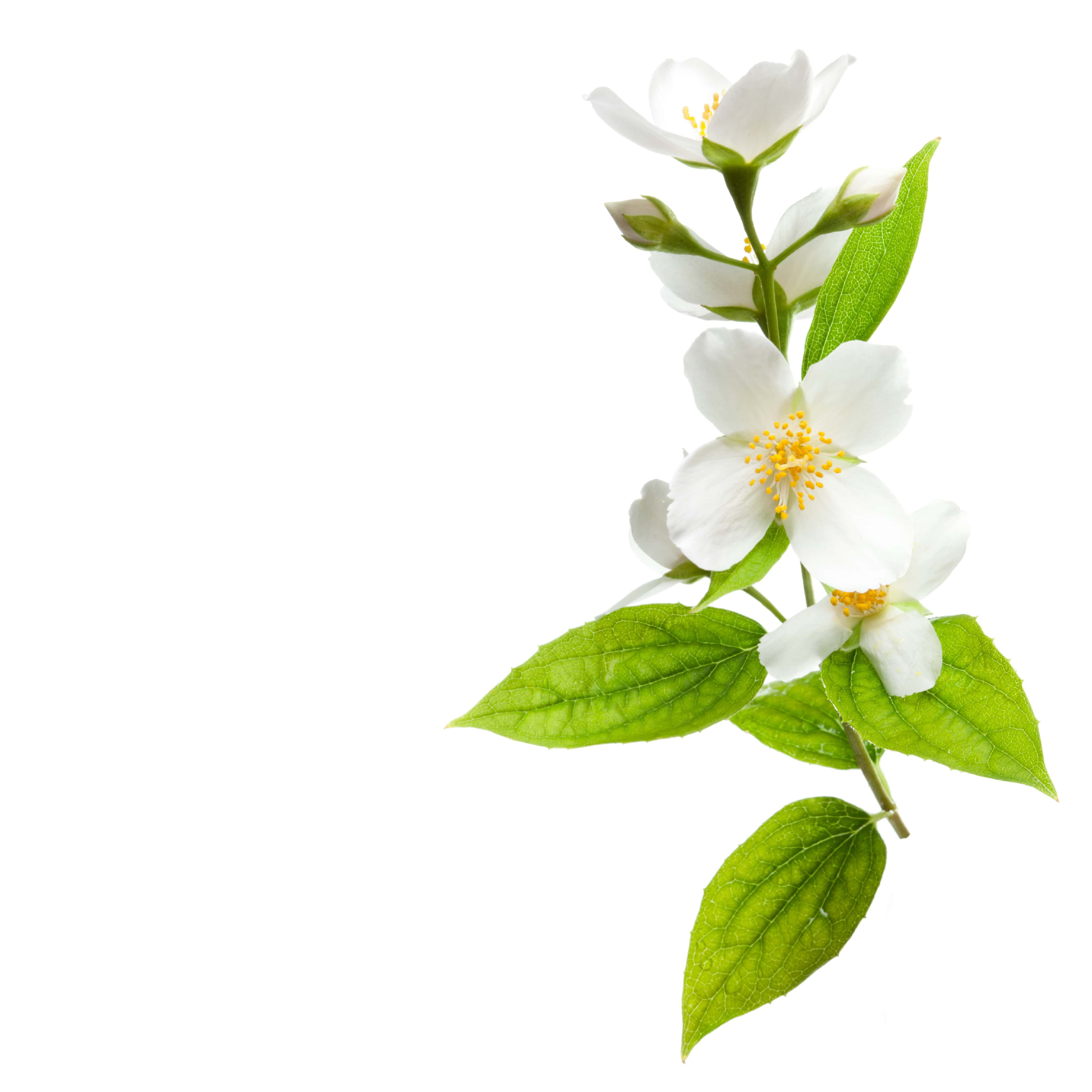 Premium White Tea Fragrance Oil for Soap Making & Candle Making - 100% Natural Scent for DIY Crafts, Home Aromatherapy, and Relaxation