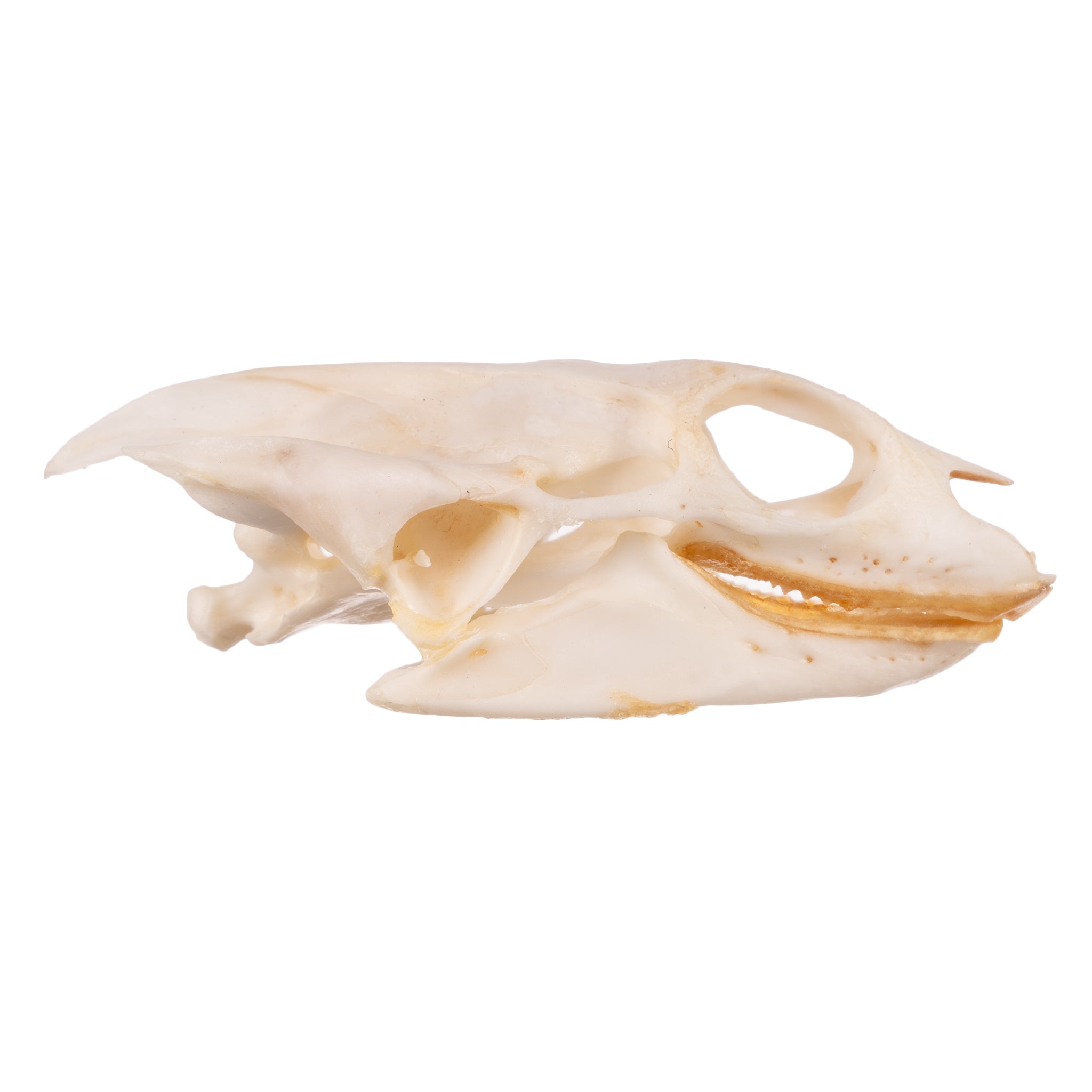Authentic Softshell Turtle Skull - Real Bone Specimen for Collectors, Science & Home Decor - Perfect for Taxidermy, Oddity Cabinets & Gothic Displays