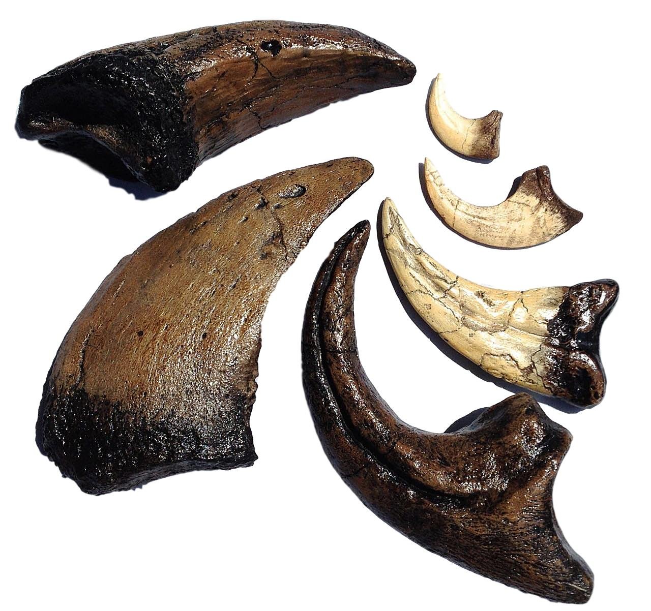 DINOSAURS ROCK® Authentic Dinosaur Claw Fossil Replica Set - 6 Piece Collection for Paleontology Enthusiasts | Perfect Gift for Kids, Science Classroom Display & Dinosaur Theme Party Decor