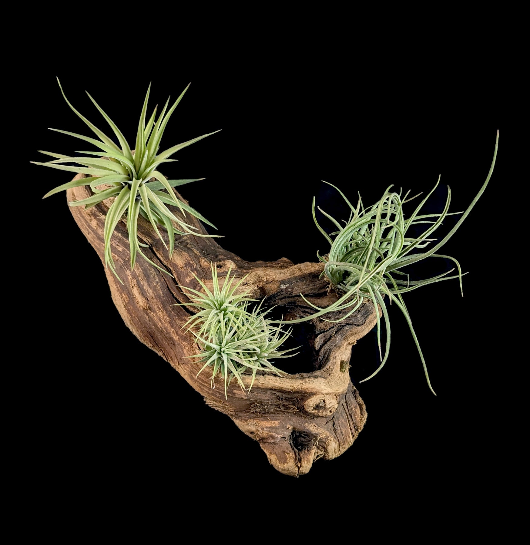 Live Air Plant Tillandsia Mounted on Natural Grape Wood - Perfect for Home Decor, Office Desk & Terrarium Displays
