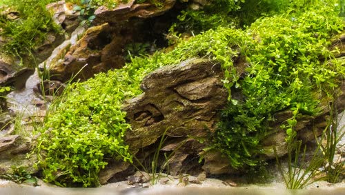 3X Micranthemum Monte Carlo Pots - Easy Live Aquarium Plants for Freshwater Fish Tanks, Aquascaping & Low-Tech Planted Aquariums