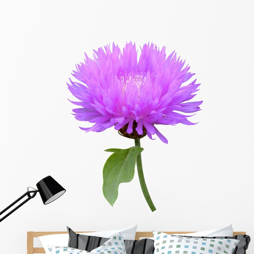 Wallmonkeys Milk Thistle Cirsium Medical Wall Decal - Peel and Stick Floral Graphic Art (48