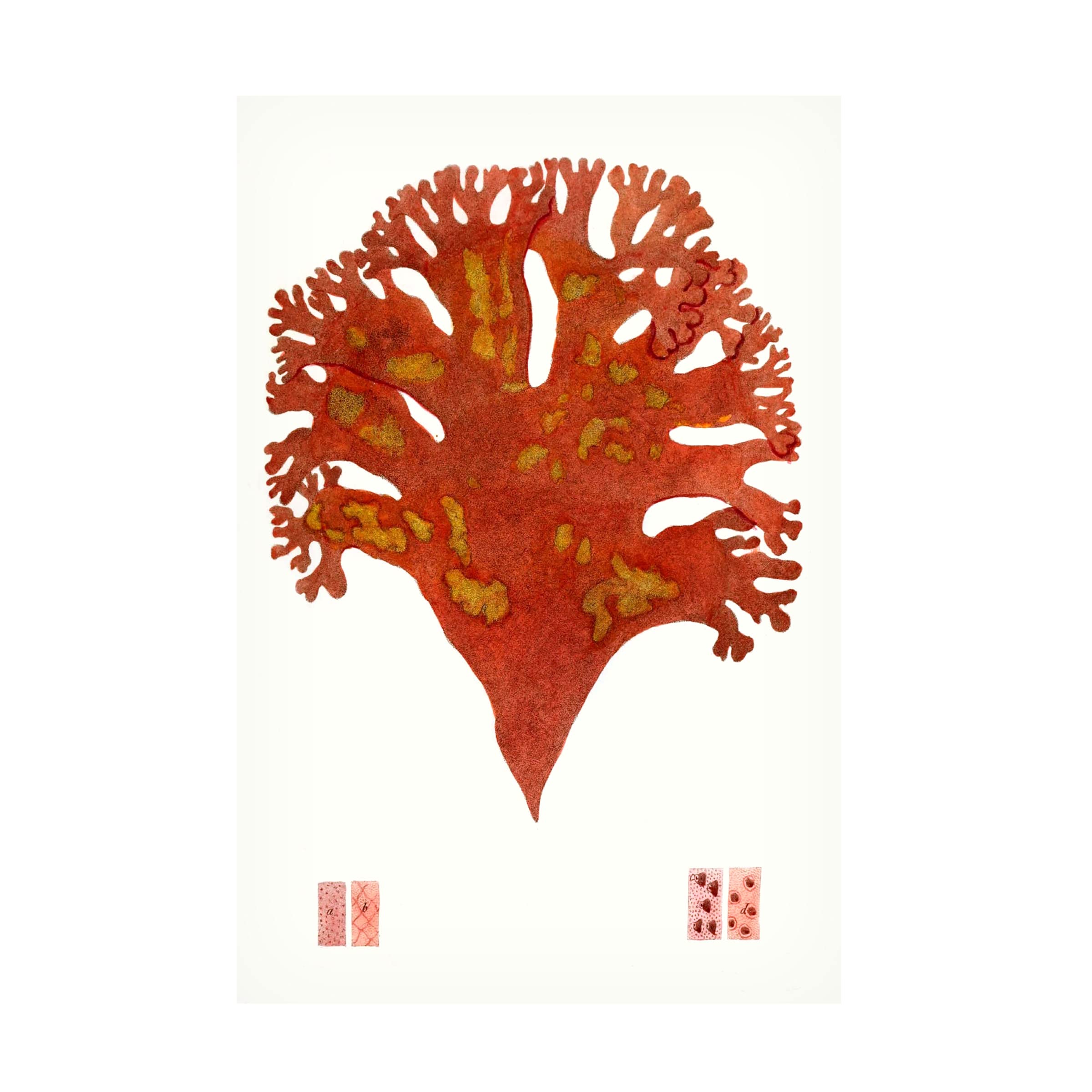 Striking Seaweed III Canvas Wall Art Print - Modern Coastal Decor for Living Room, Bedroom & Office - High Quality Gallery Wrapped Ready to Hang