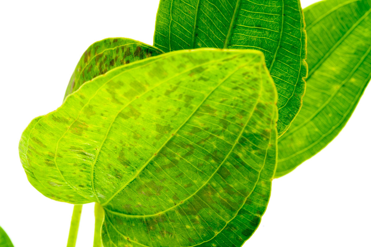 Echinodorus Tiger Green Aquatic Plant - Live Freshwater Aquarium Plant for Fish Tanks, Ponds & Aquascaping | Perfect for Beginners & Planted Aquariums