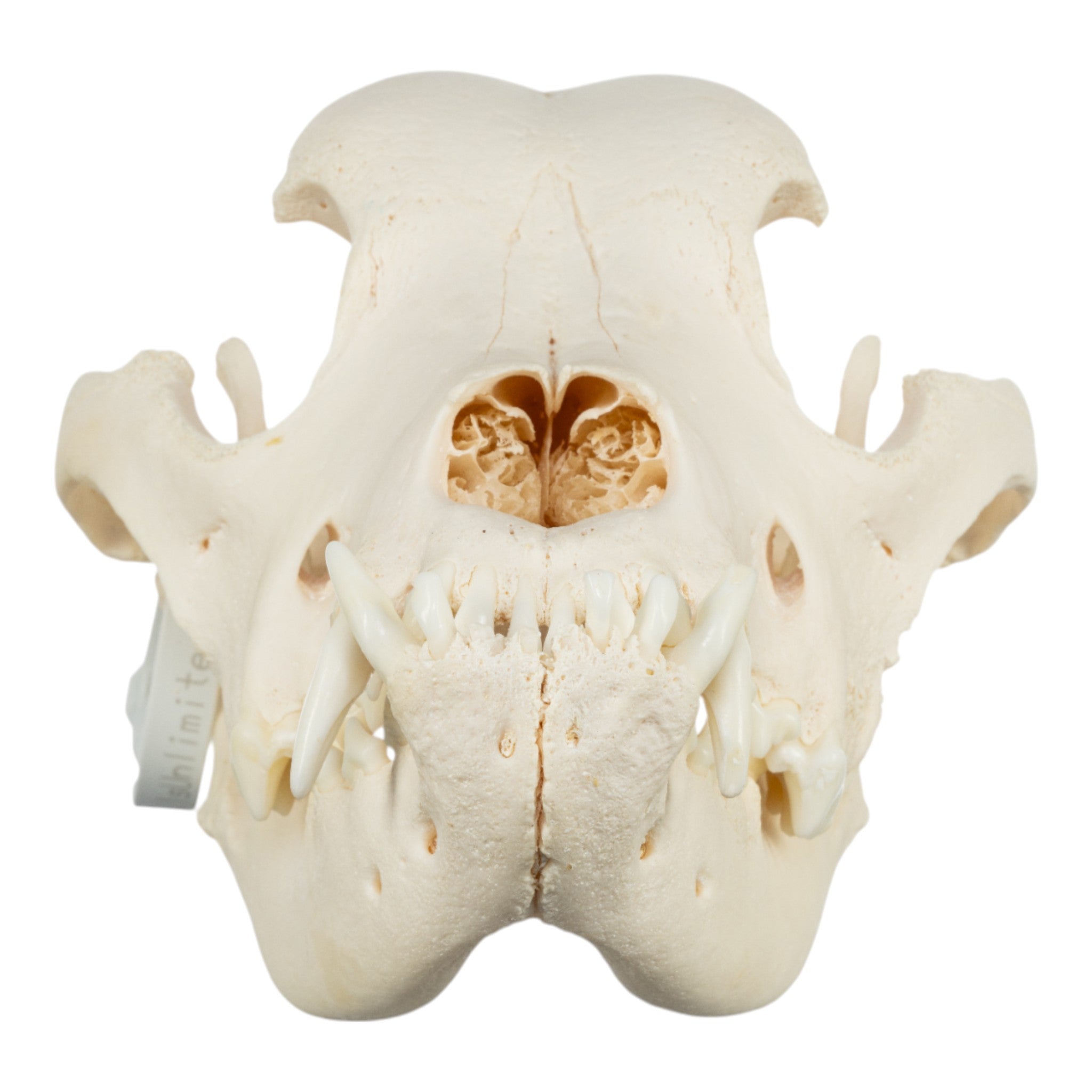 Authentic Domestic Dog Skull - Mastiff Breed with Periodontal Details | Veterinary Study, Animal Anatomy Education & Halloween Decor