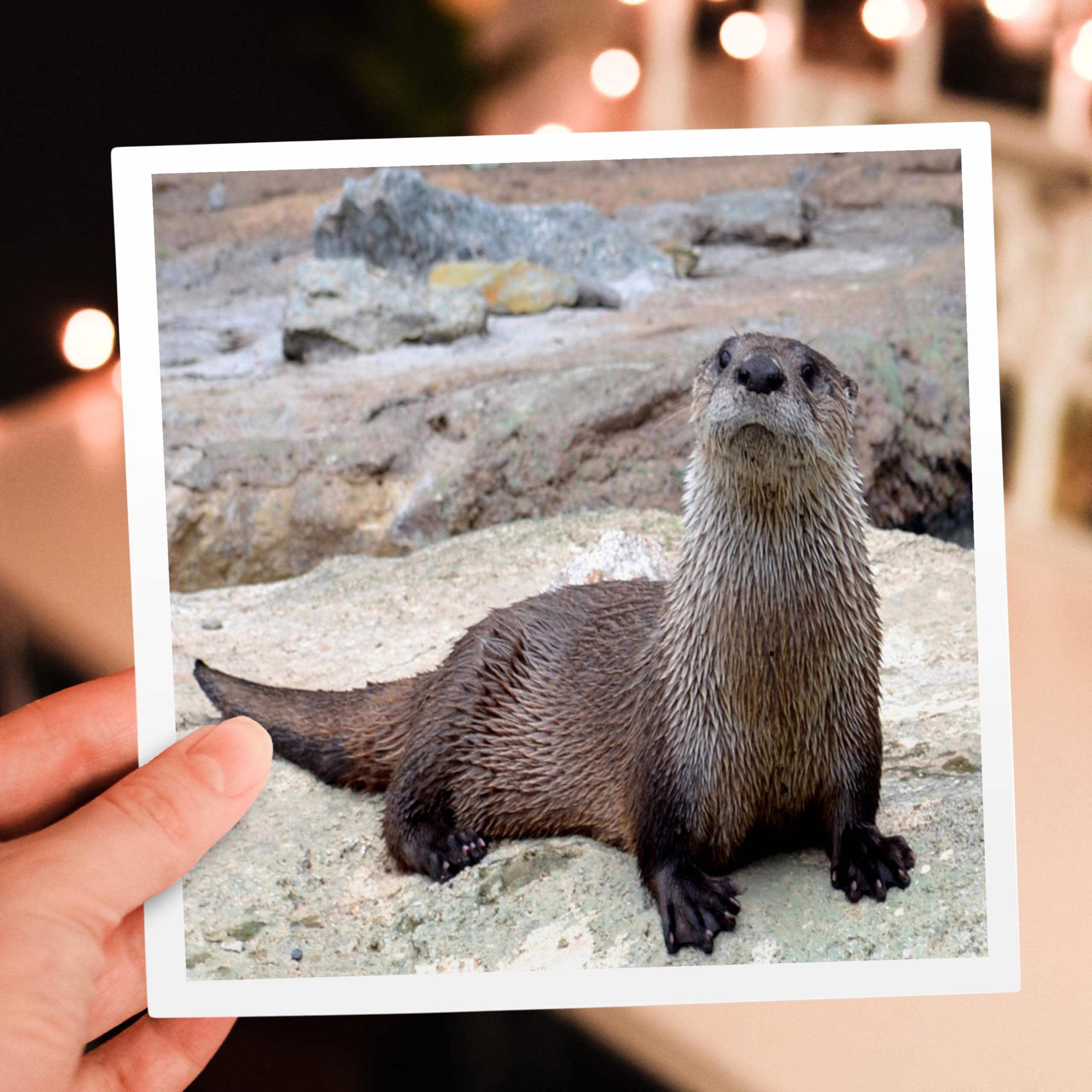 Otter Greeting Card - Cute Otter Picture by WhiteOak Photography - Perfect for Birthdays, Thank You Notes & Animal Lovers