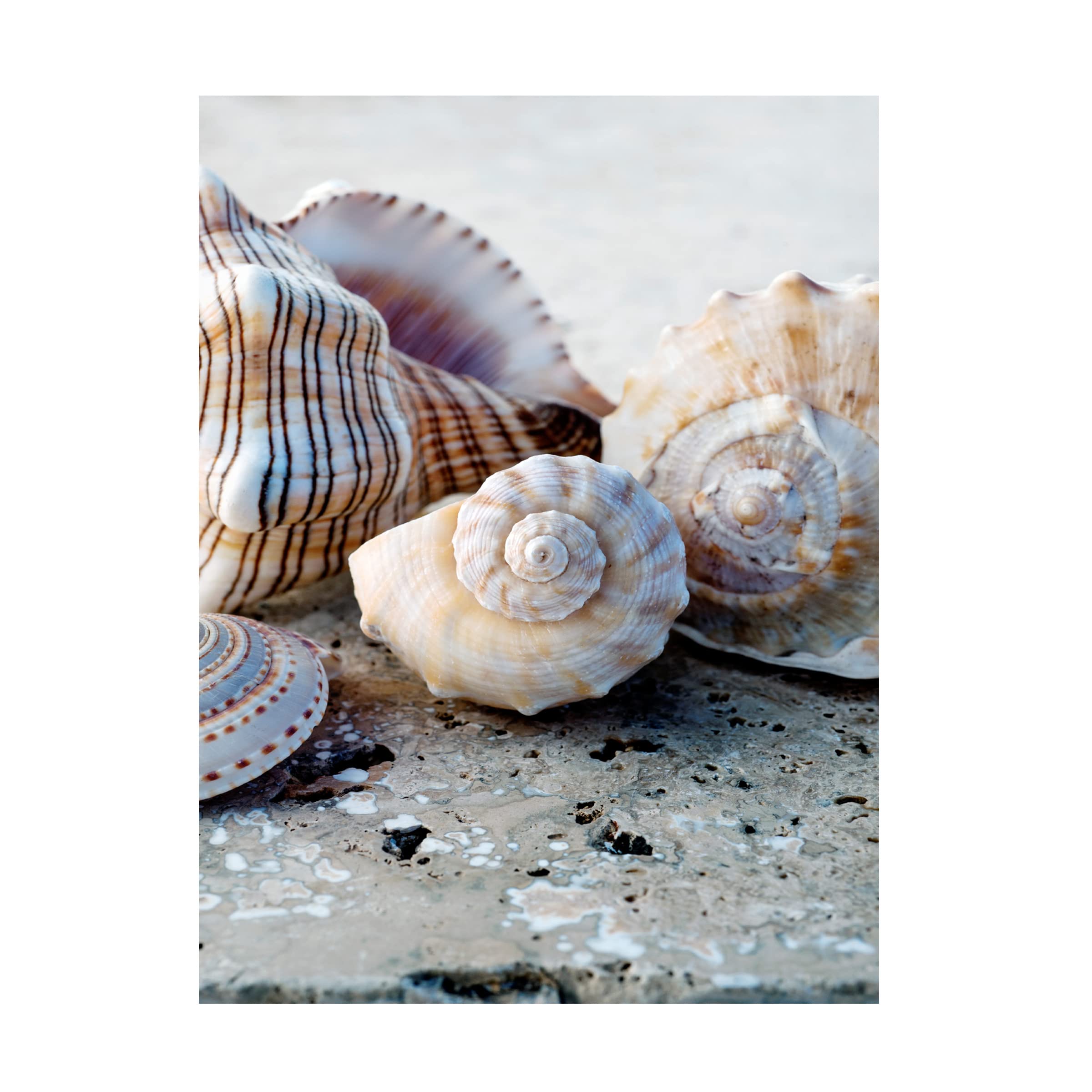 Elena Ray 'Gifts Of The Shore I' Canvas Wall Art Print - Coastal Beach Decor for Living Room, Bedroom & Office - Trademark Fine Art Collection