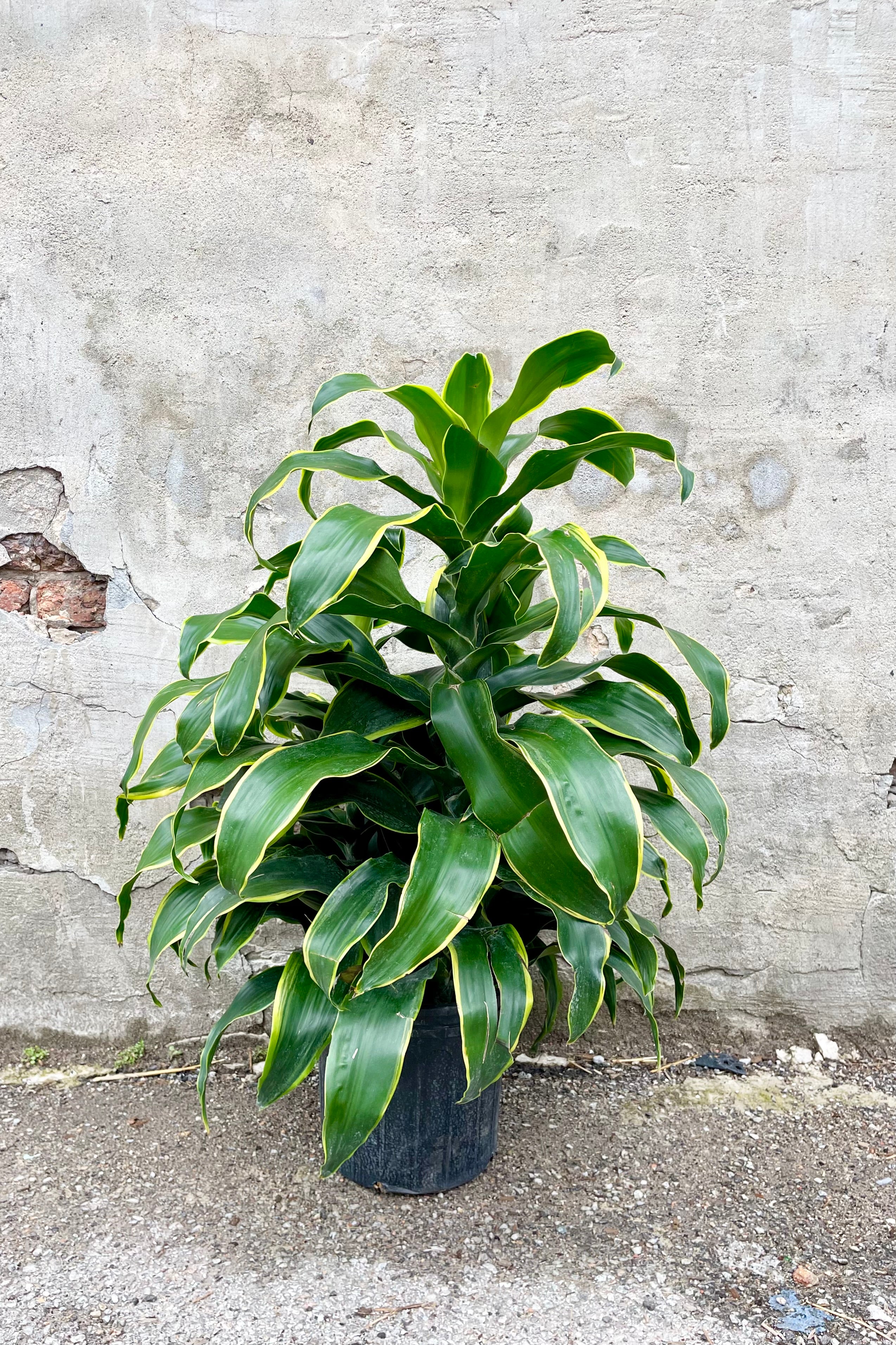 Dracaena 'Green Jewel' 10