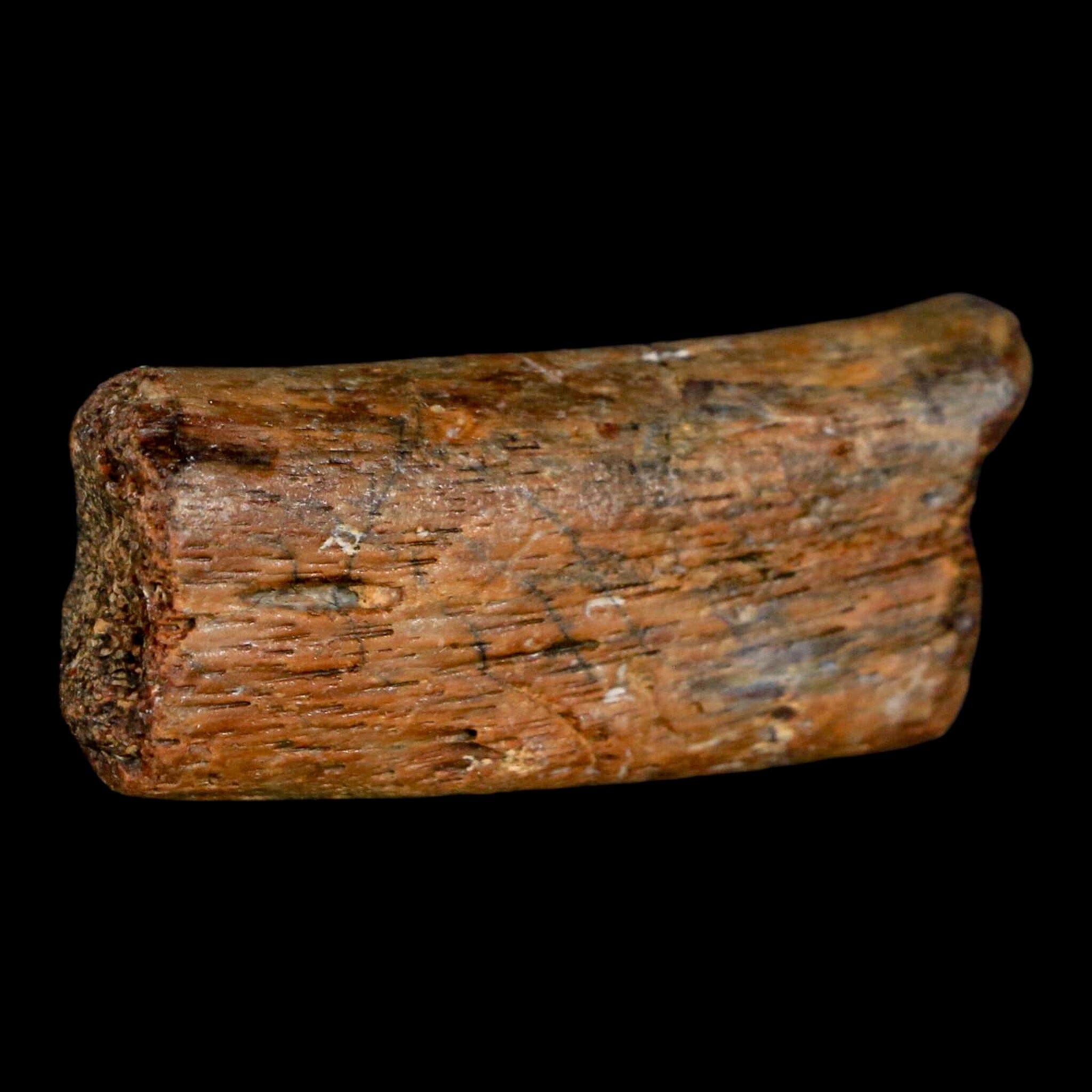 2 Authentic Mosasaur Fossil Rib Section - Cretaceous Dinosaur Era Fossil from Texas Ozan Formation with COA | Rare Prehistoric Marine Reptile Specimen for Fossil Collectors, Museum Displays & Educational Purposes