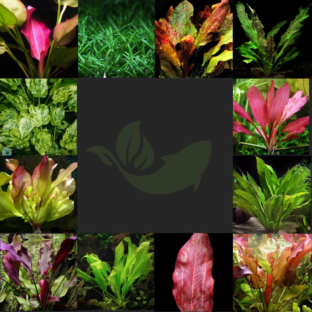Premium Sword Aquarium Plants with Root Tabs - 5 Pack Freshwater Live Plants (100% Live Arrival Guarantee) for Fish Tanks, Aquascaping & Aquatic Decor | Easy Post Office Pickup