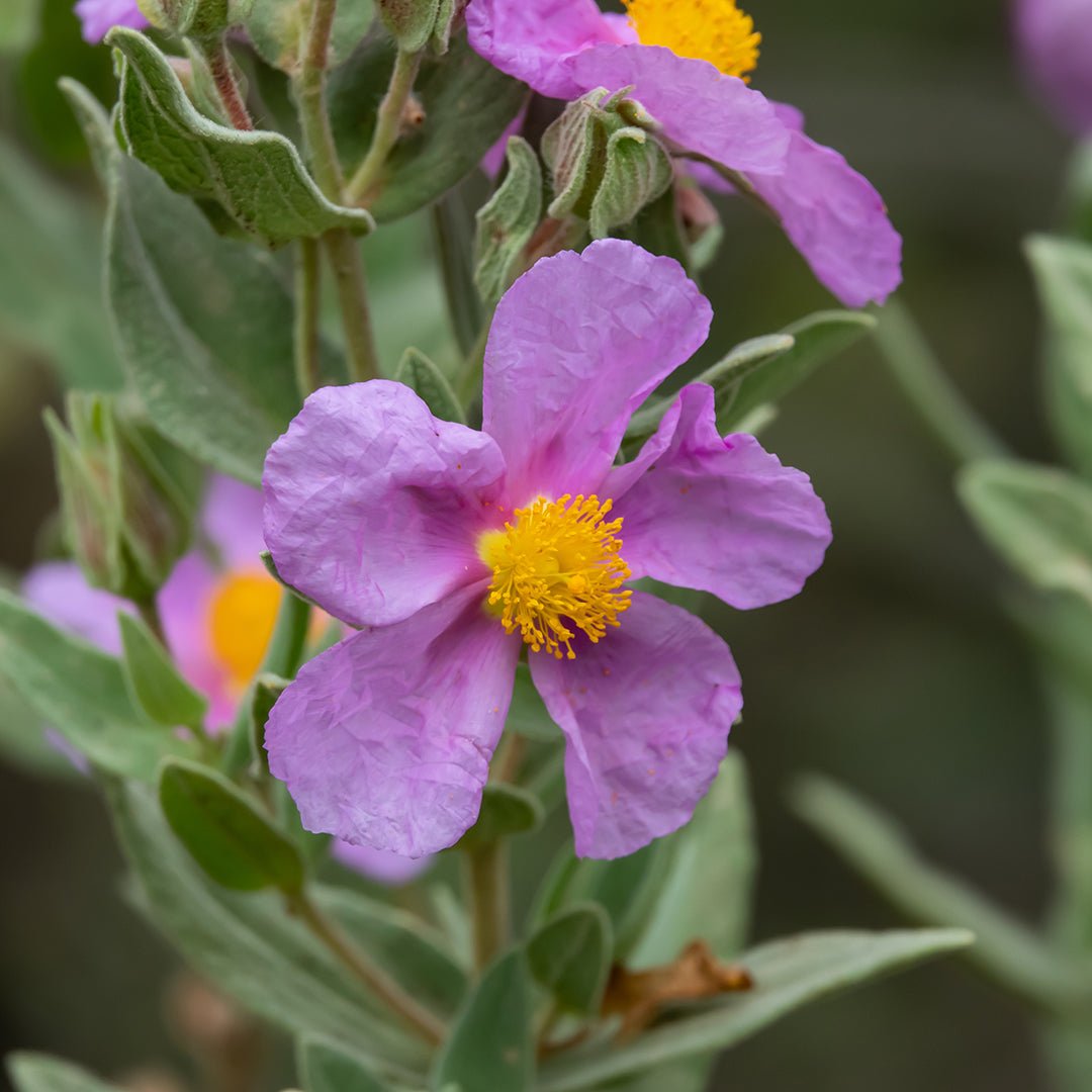 **Organic Cistus Essential Oil (Cistus Ladaniferus var. Creticus) - Pure & Natural Aromatherapy Oil for Relaxation, Skincare & Diffuser Blends**
