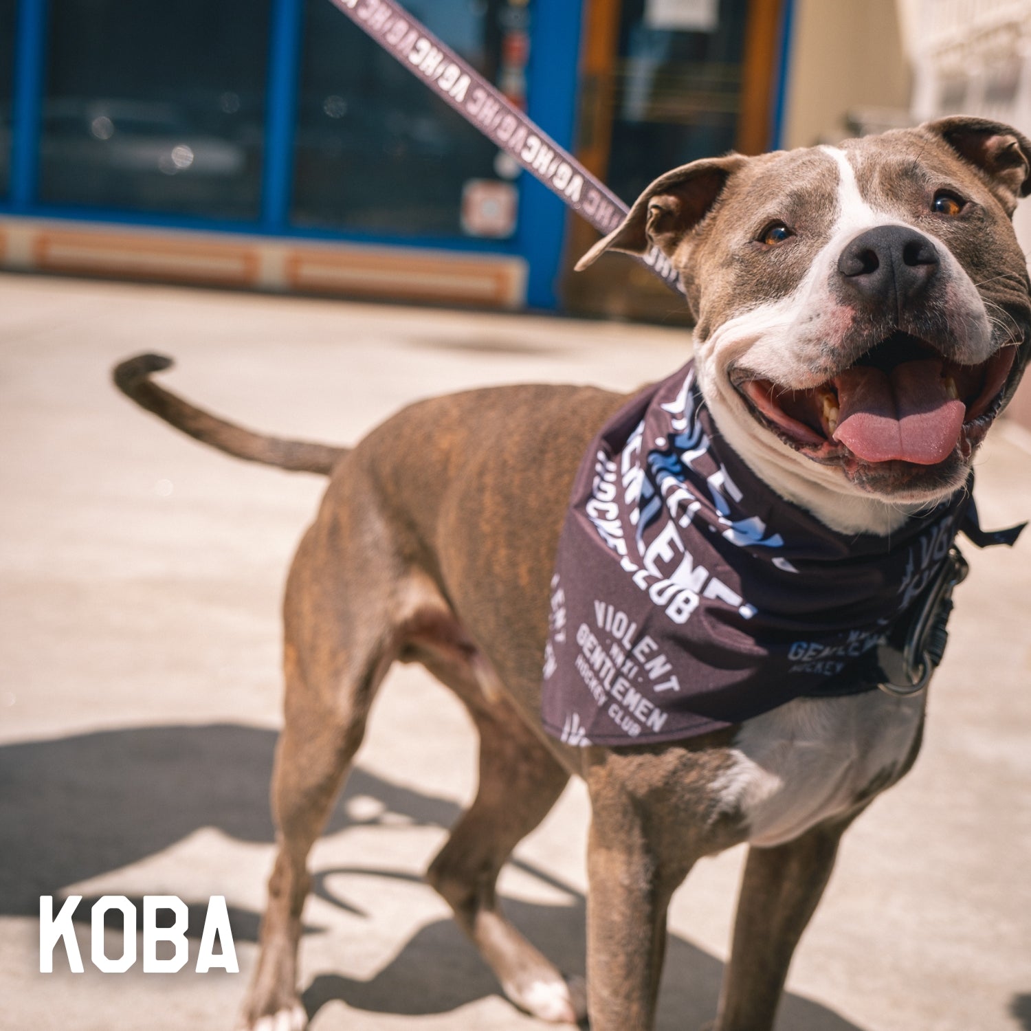 Premium Dog Bandana - Customizable Pet Bandana for Dogs & Cats - Perfect for Pet Grooming, Photos & Special Occasions
