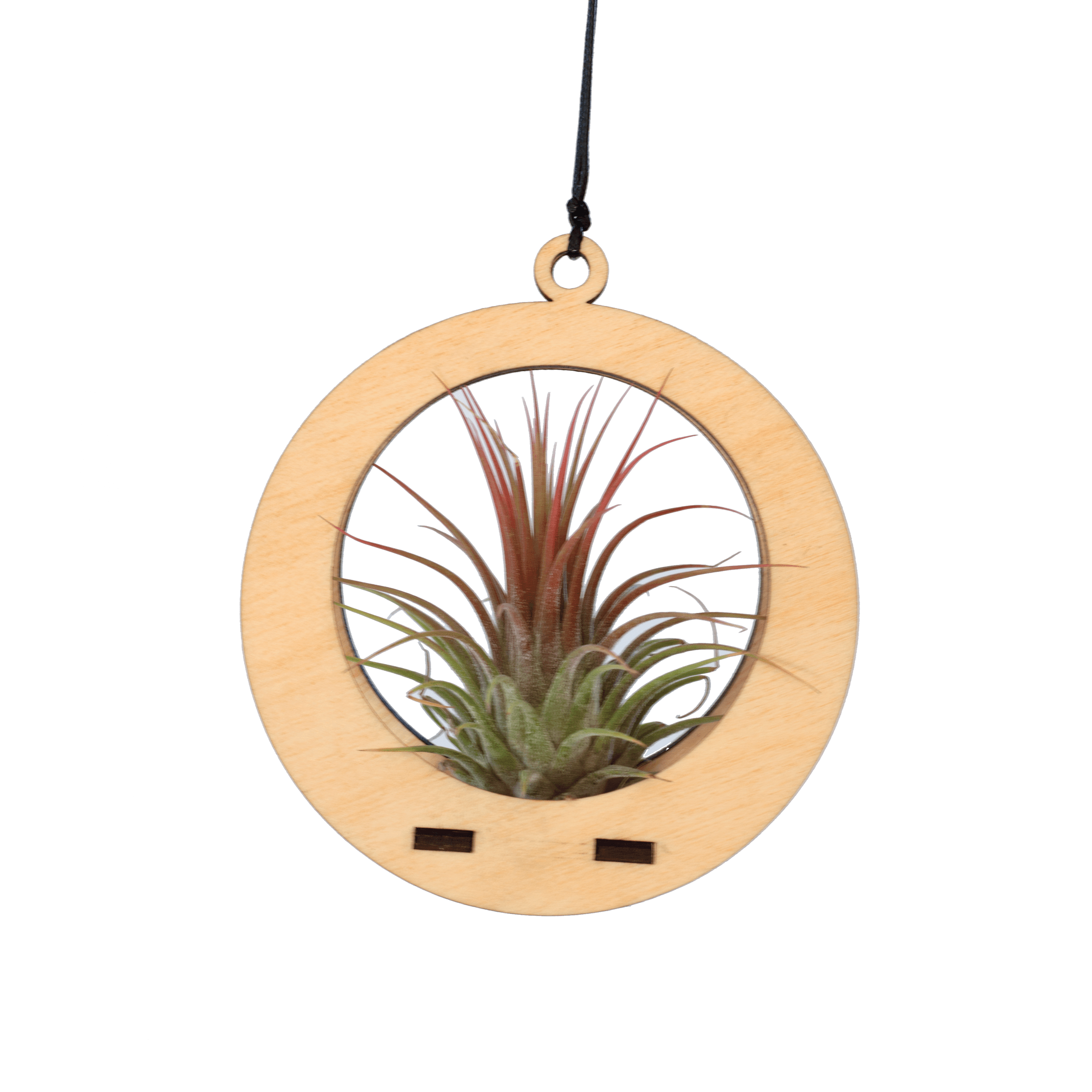 Air Plant Hanger - Mini Circle Maple Wood Holder for Tillandsia | Perfect for Home Decor, Office Desk & Boho Style Interior Design