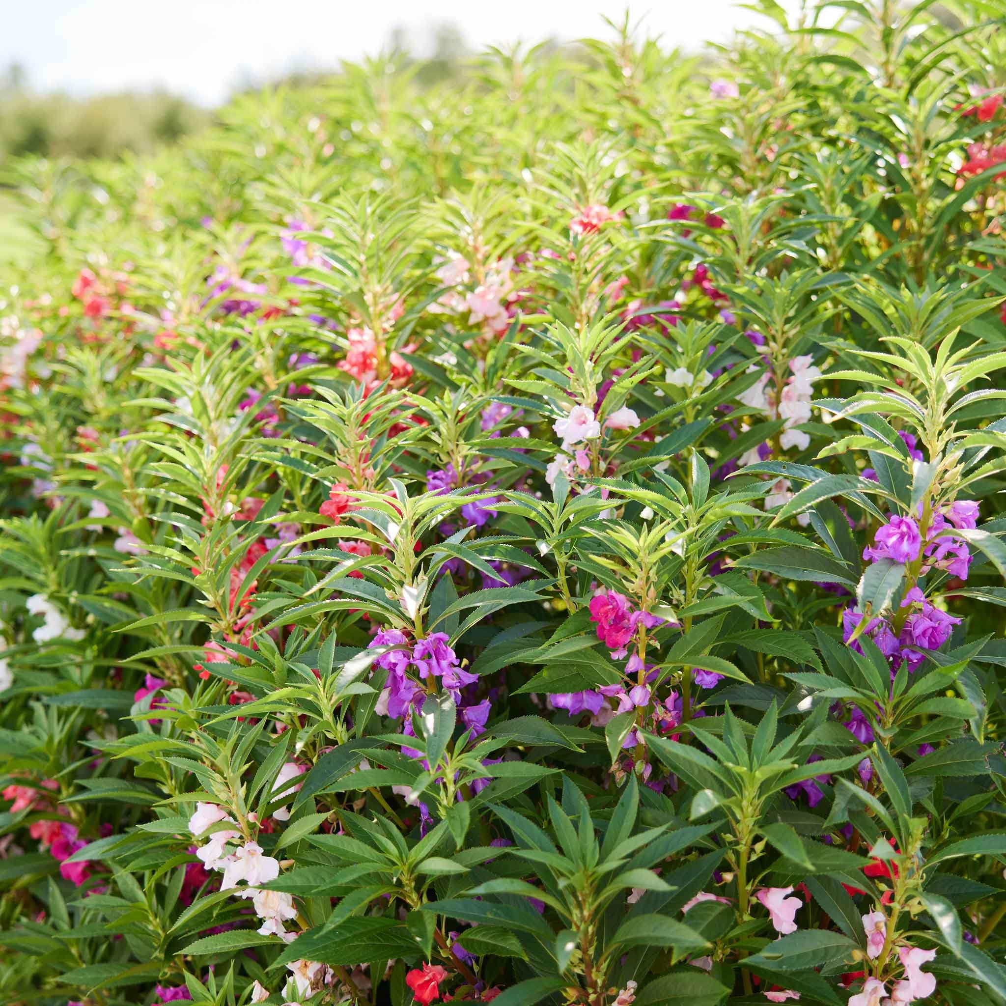 Eden Brothers Impatiens Seeds - Camellia Flowered Mixed Colors for Garden, Patio & Container Planting | Perfect for Borders, Hanging Baskets & Shaded Areas