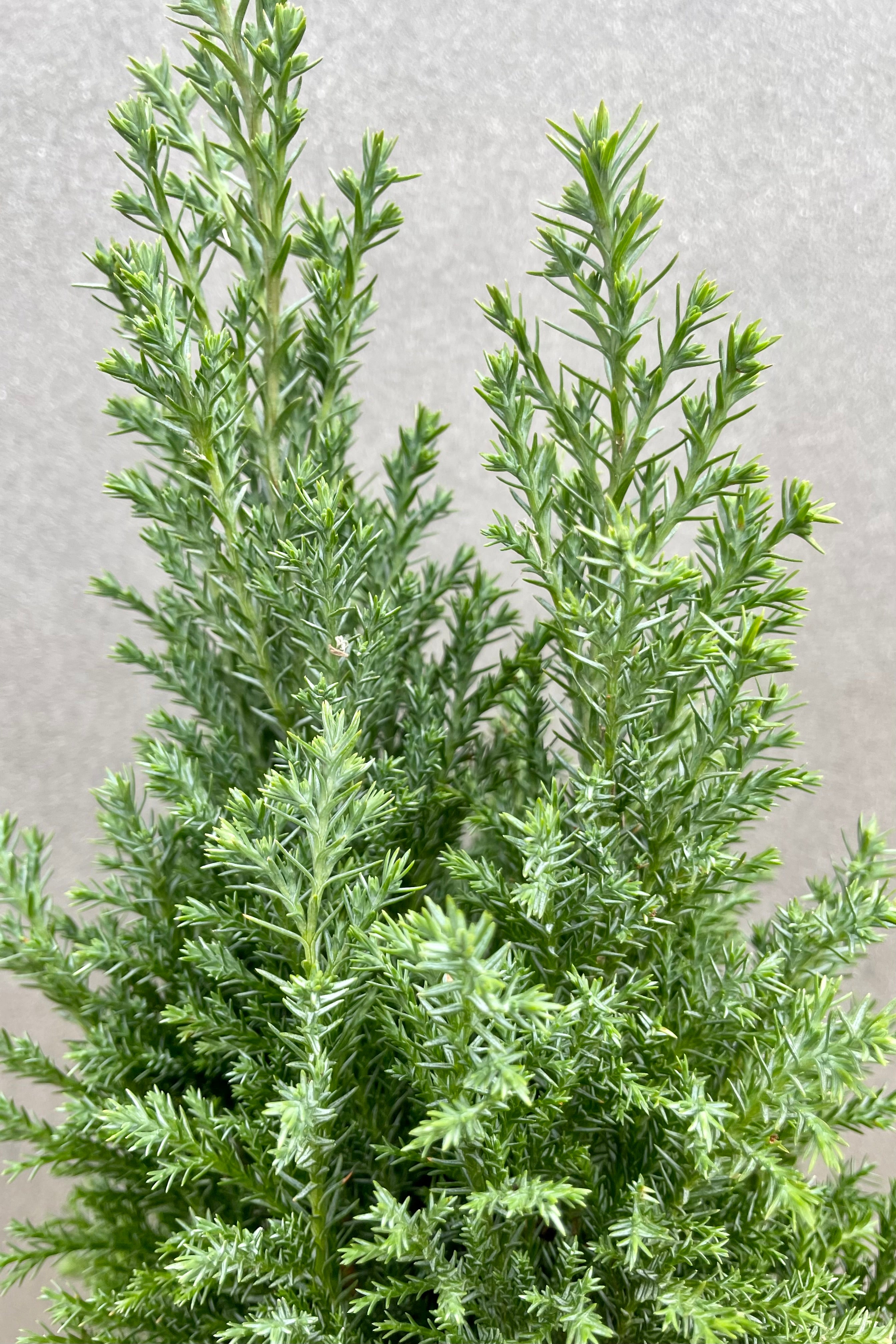 Cypress Essential Oil - 100% Pure & Natural for Aromatherapy, Relaxation & Skin Care | Perfect for Diffusers, Massage & DIY Beauty Products