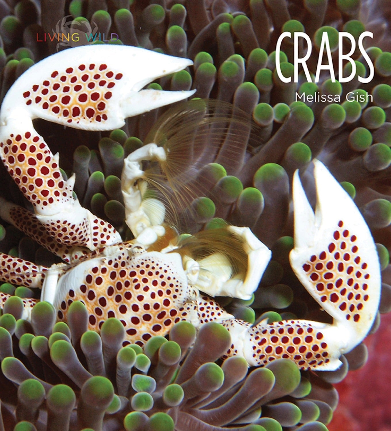Fresh Live Crabs for Sale - Premium Seafood Delicacy | Perfect for Steaming, Boiling & Seafood Feasts