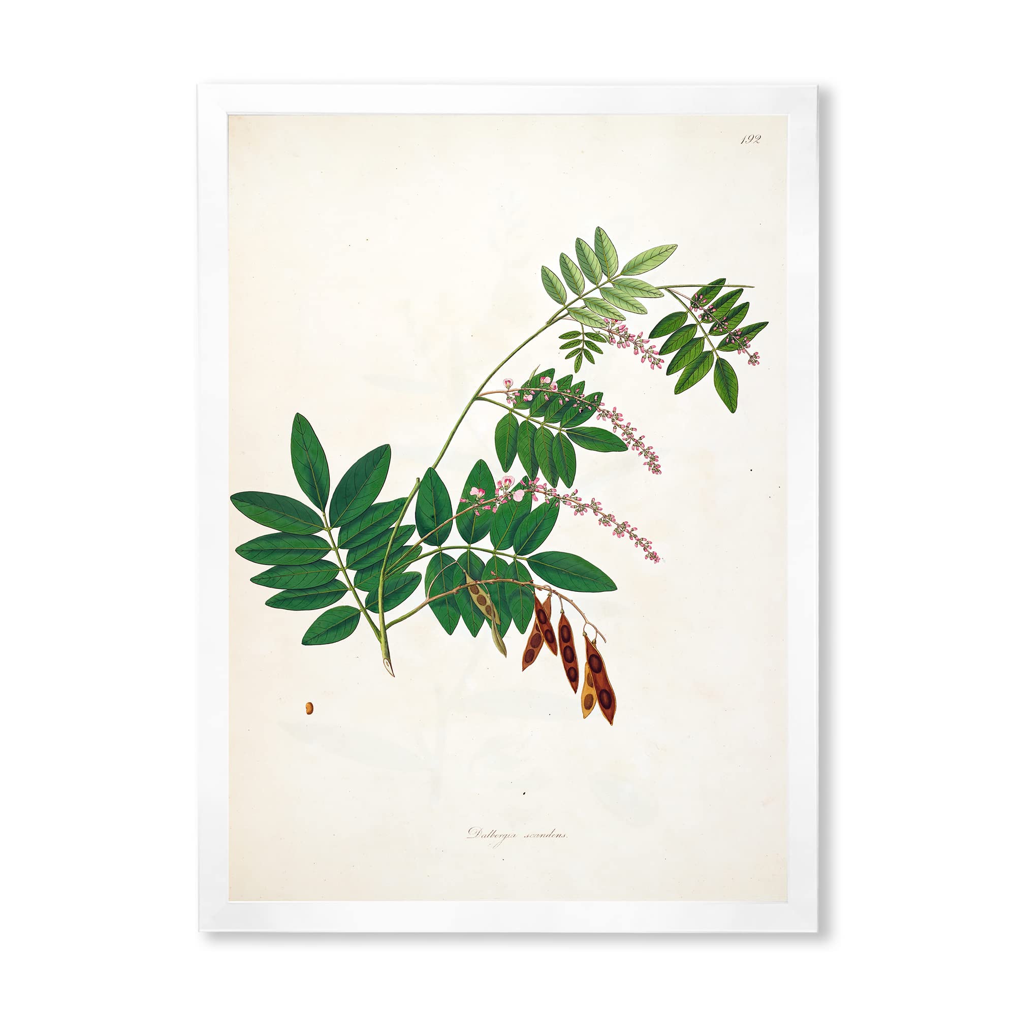 Vintage Botanicals XI Farmhouse Framed Wall Art - Rustic Home Decor for Living Room, Bedroom & Office - Perfect for Farmhouse, Cottage & Boho Style Interiors