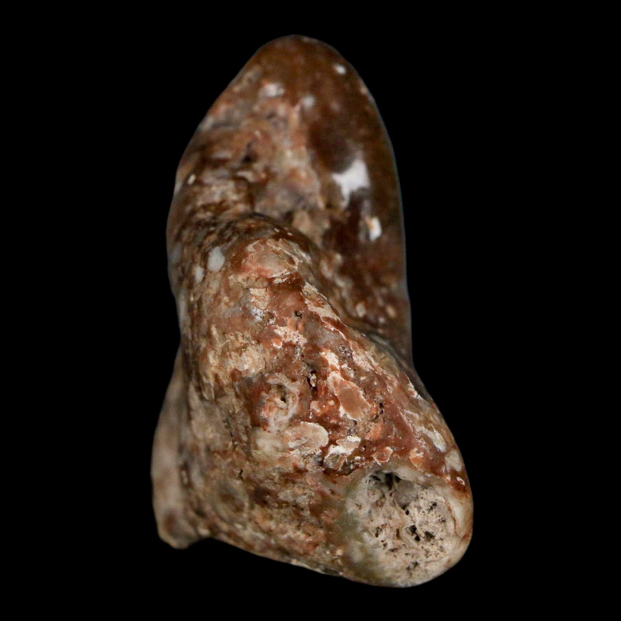 2 Authentic Sauropod Dinosaur Gastrolith Stomach Stones - Fossilized Gizzard Rocks with COA - Perfect for Paleontology Collections & Educational Displays