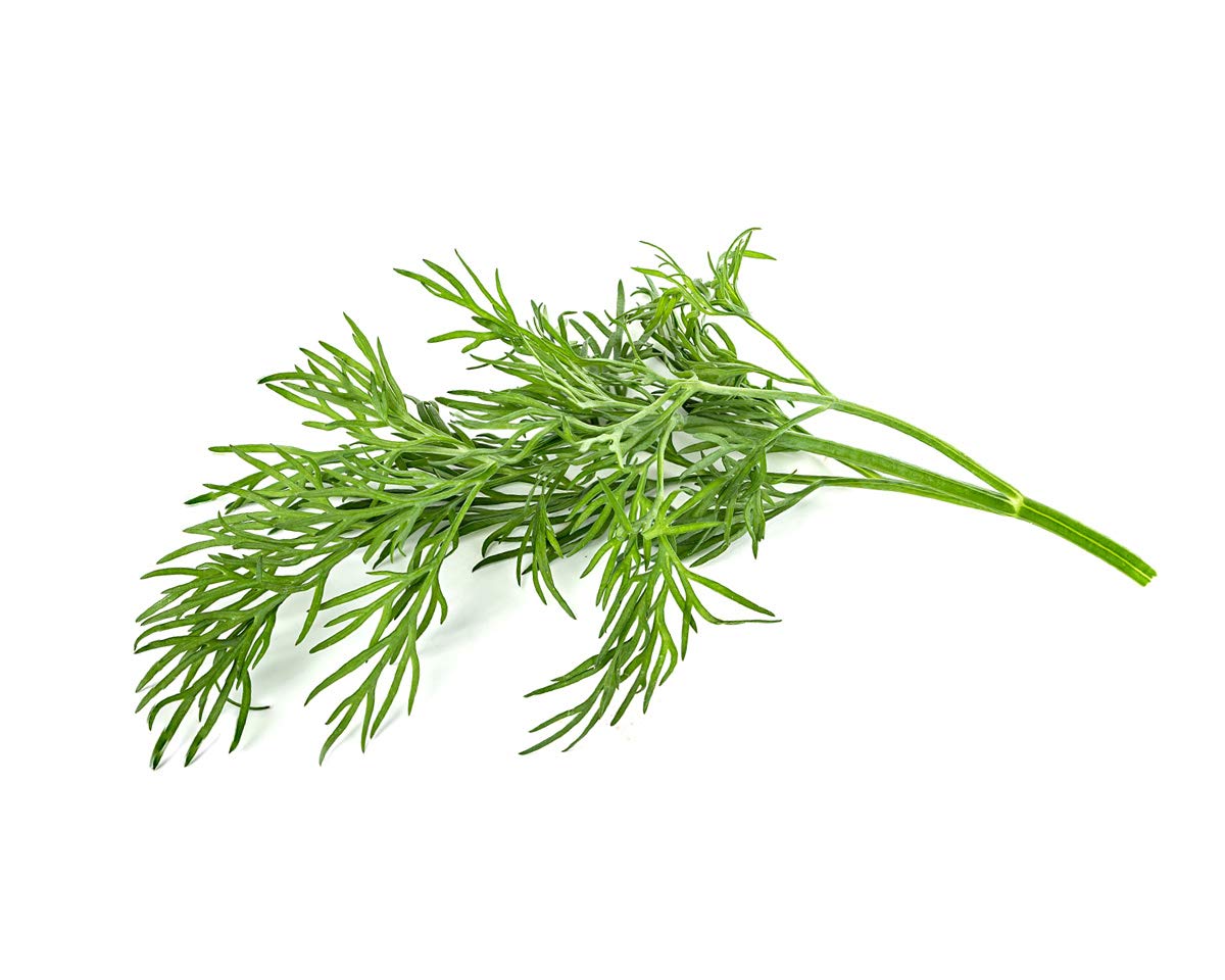 Click and Grow Smart Garden Dill Plant Pods - 3 Pack Indoor Herb Kit for Fresh Cooking, Home Gardening & Kitchen Decor | Easy Hydroponic Growing System for Beginners